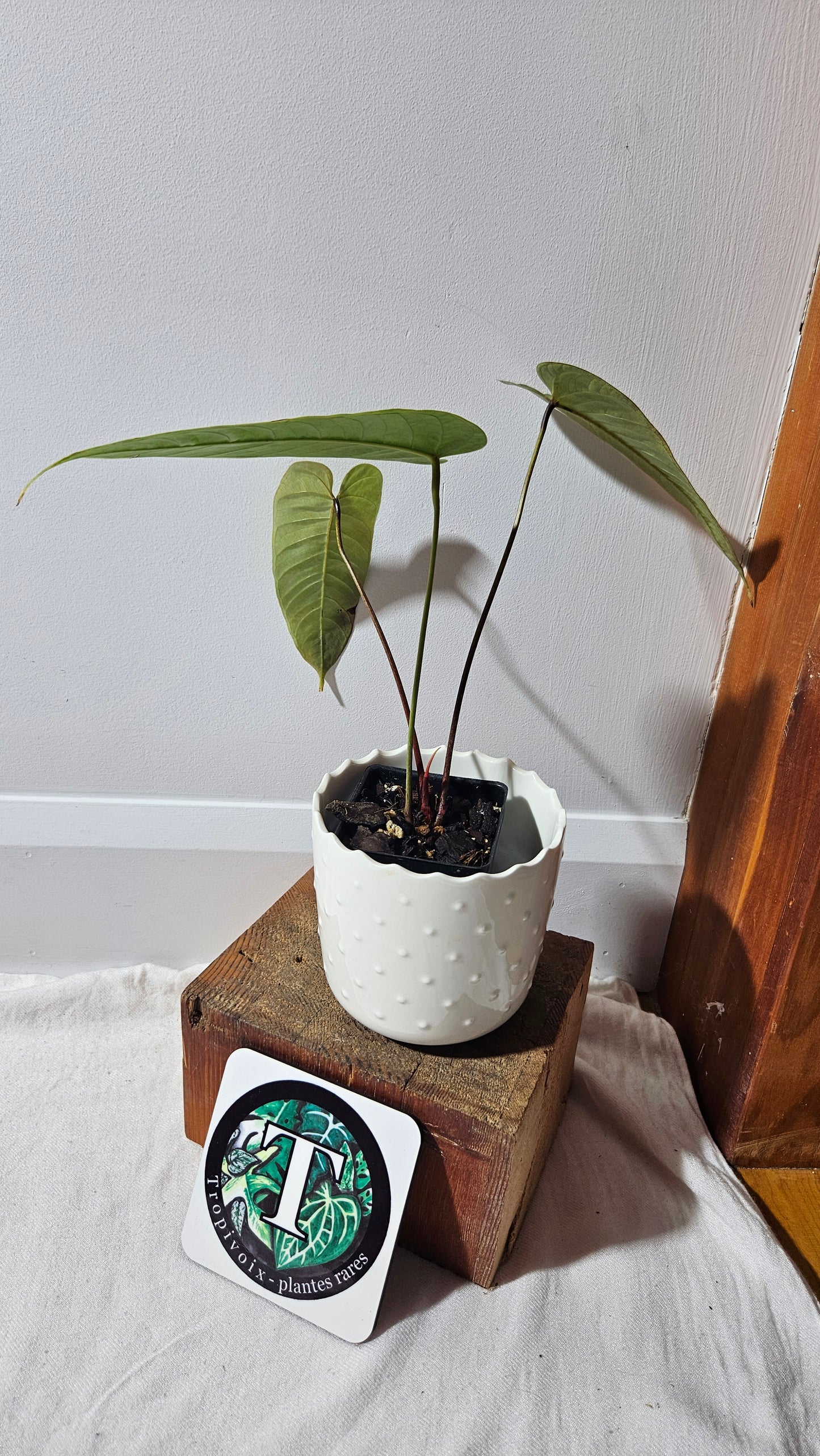 Anthurium Tremulum "format MOYEN" (ANT-481)