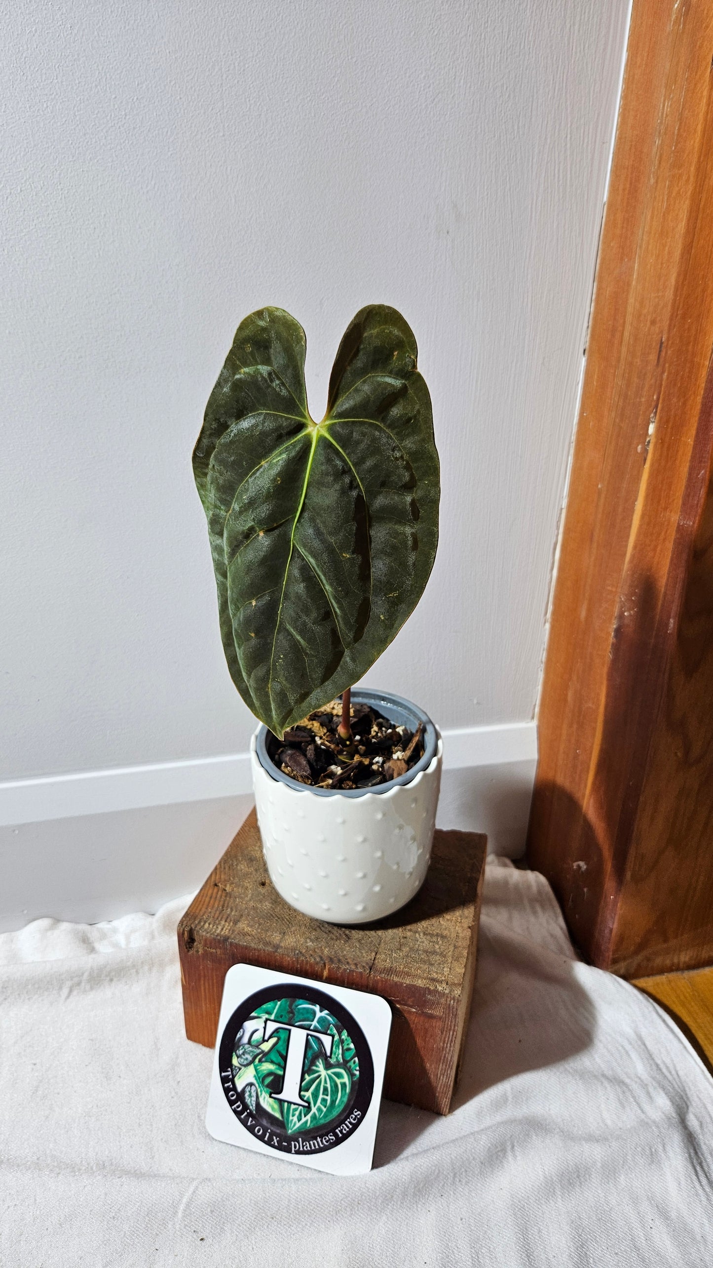 Anthurium SP Black Velvet "format MOYEN" (ANT-503)