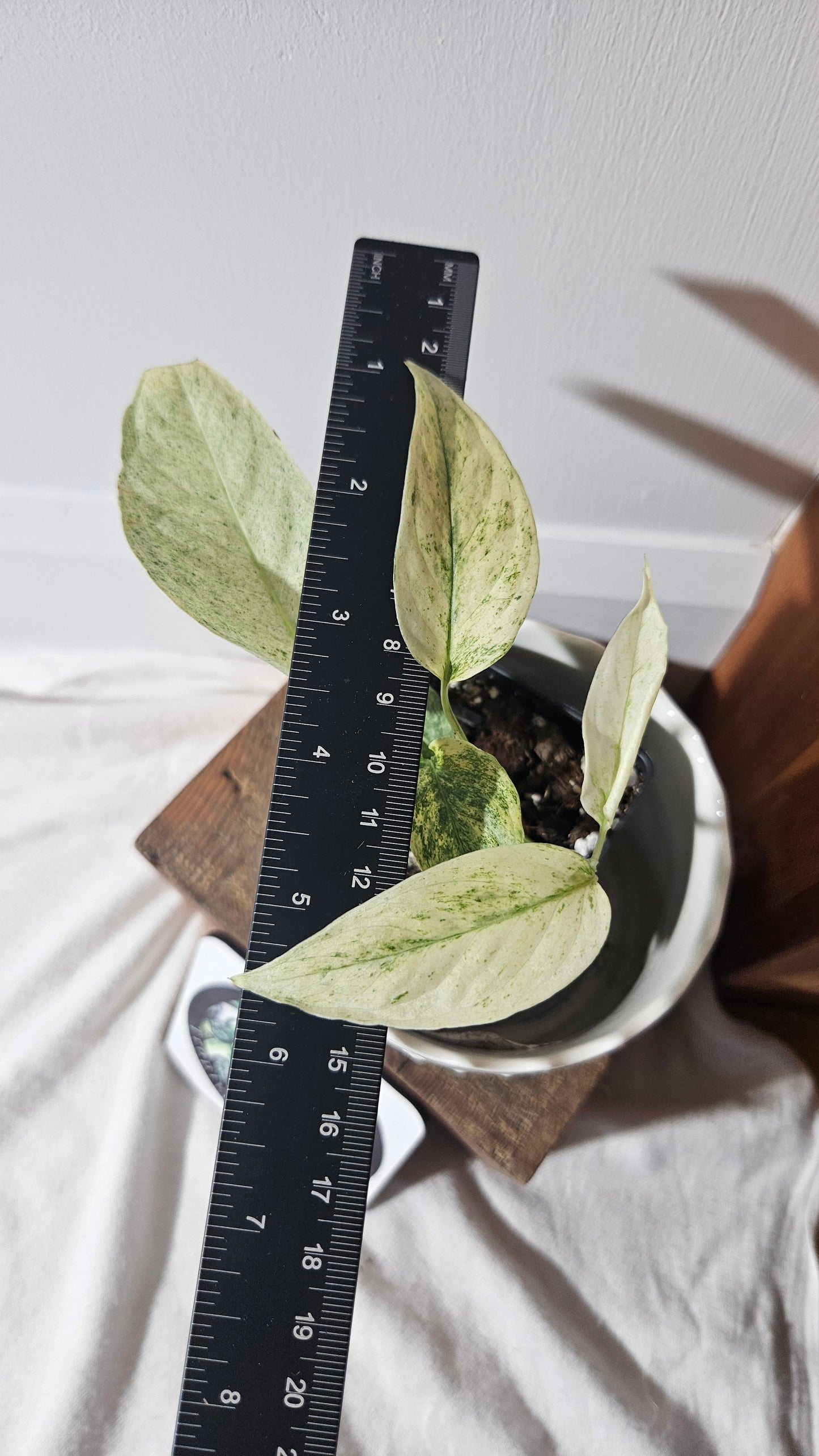 Monstera Laniata Mint (MON-397)