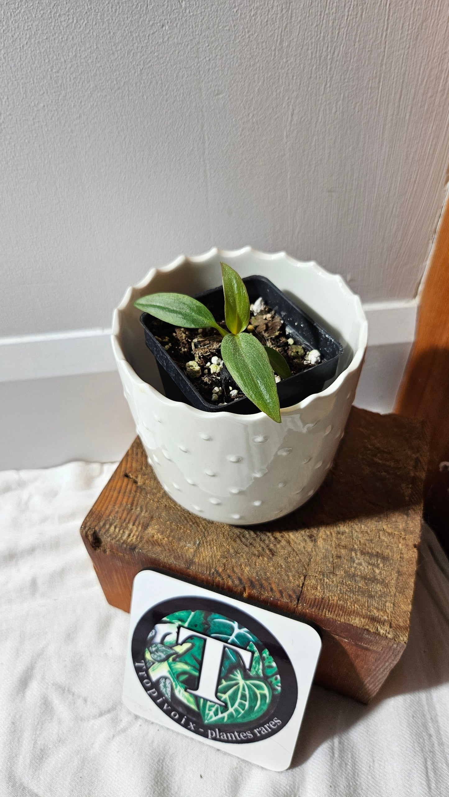 Philodendron Maximum (PHI-879)