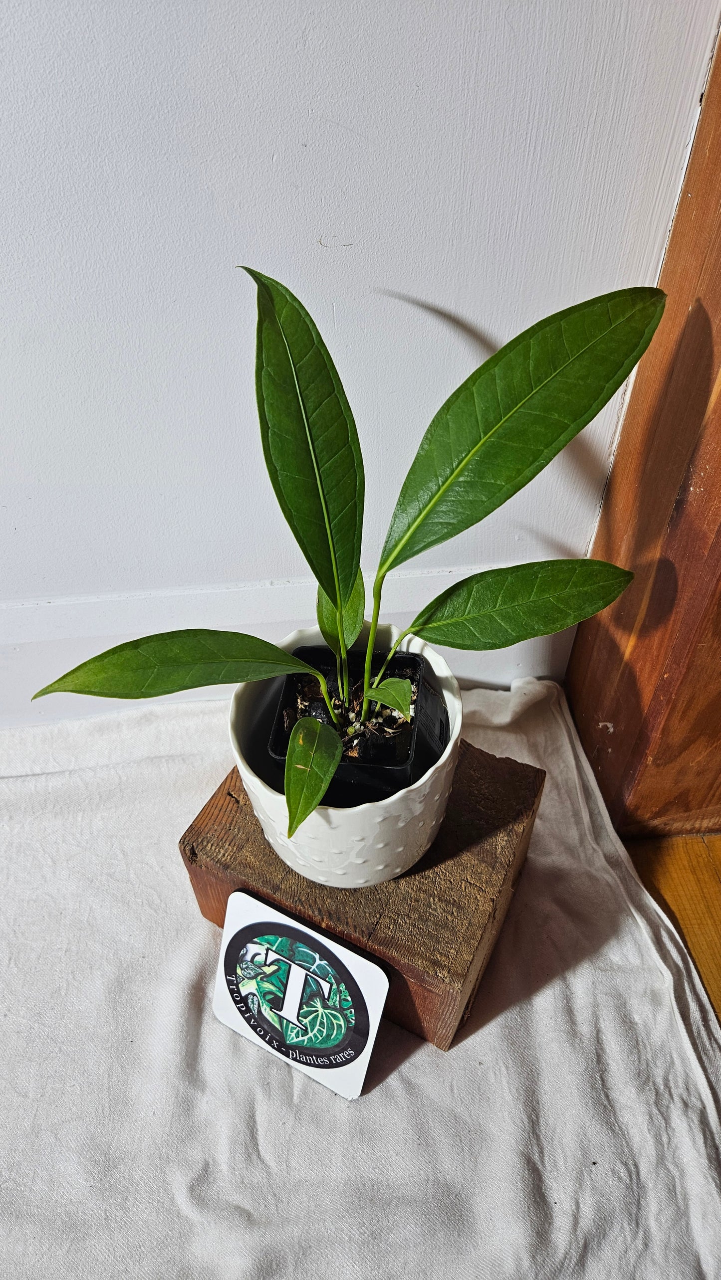Anthurium Macphersonii "format MOYEN" (ANT-409)
