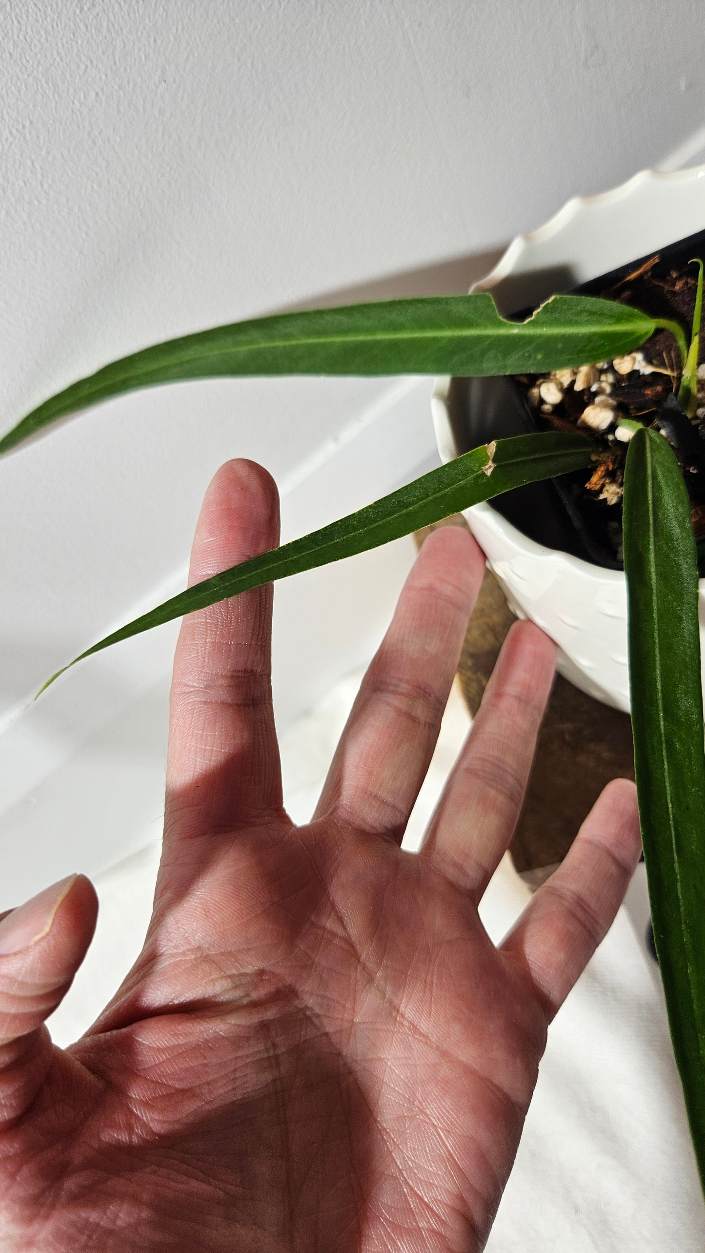 Anthurium Pallidiflorum Narrow "format MOYEN"(ANT-421)