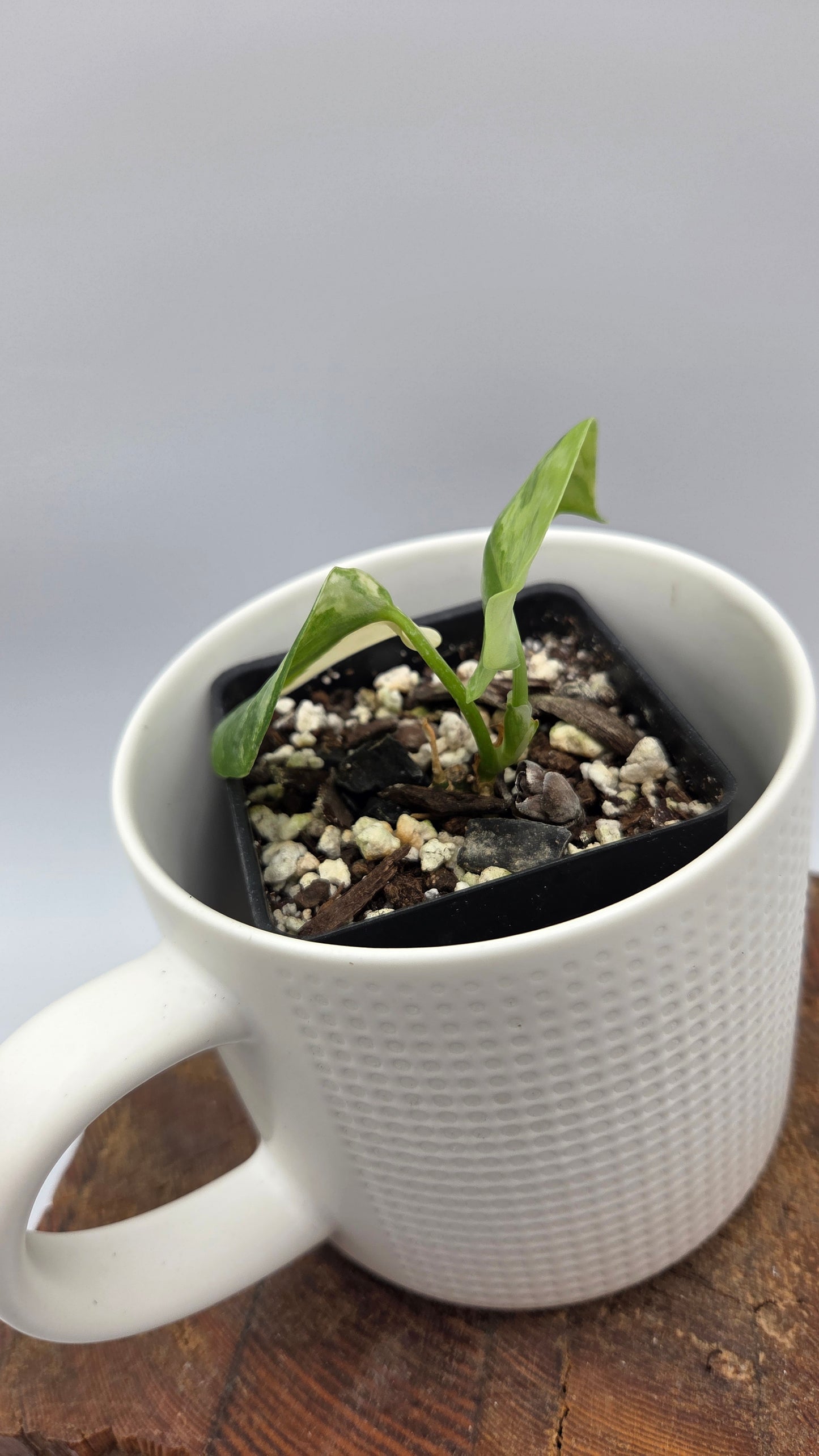 Scindapsus Geulis (SCI-634)