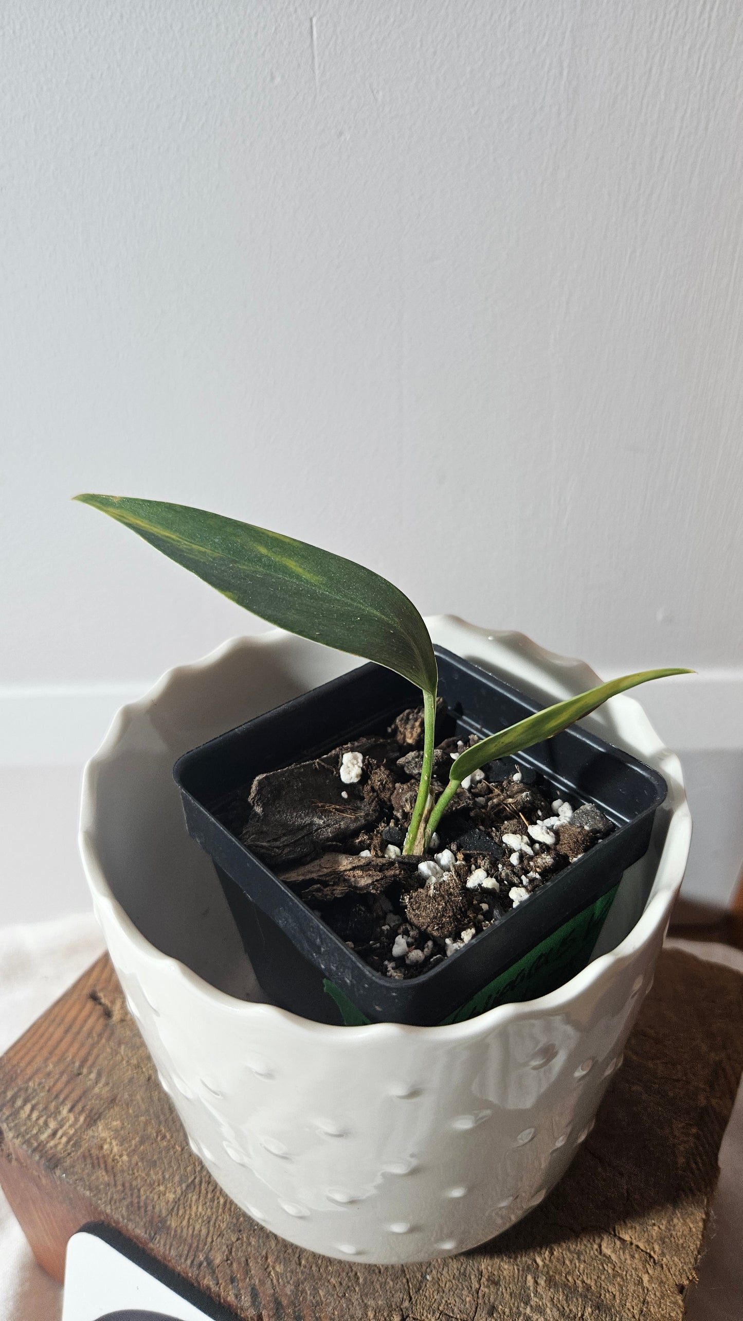 Scindapsus Coriaceus Aurea (SCI-941)