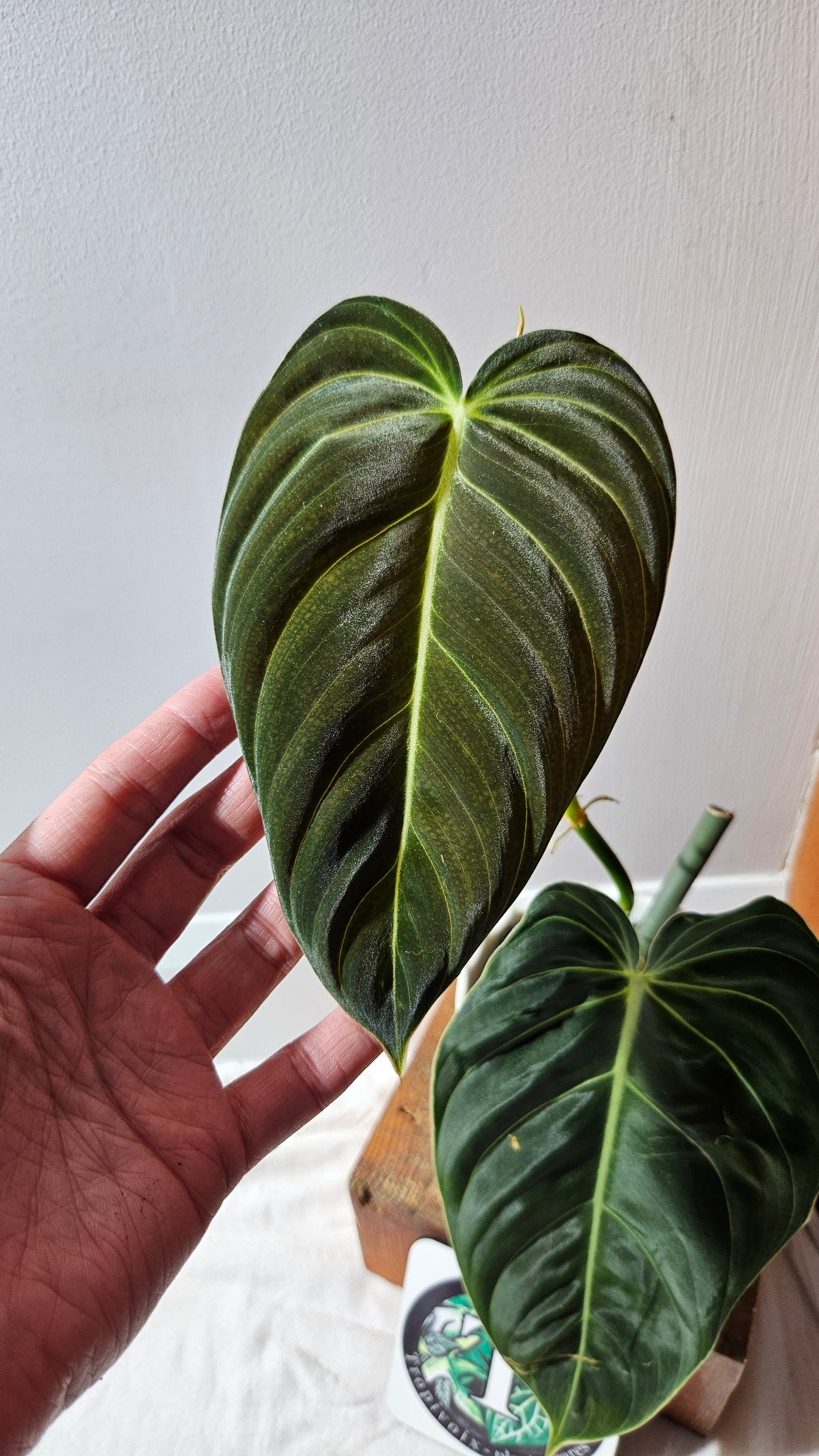 Philodendron Melanochrysum "Large"(PHI-864)