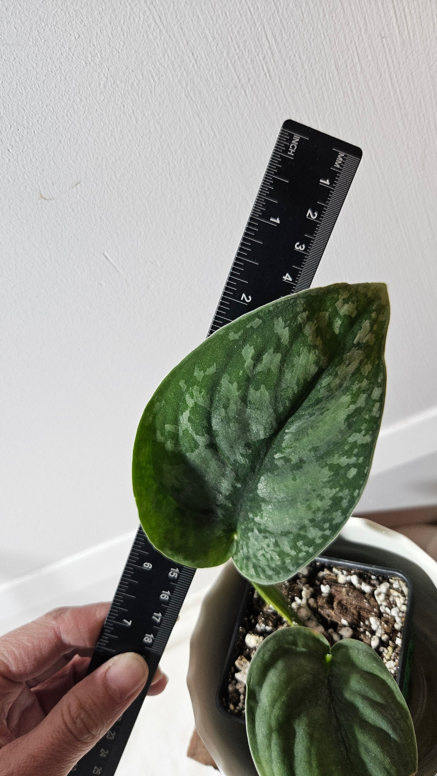 Scindapsus Silver Dragon (SCI-779)