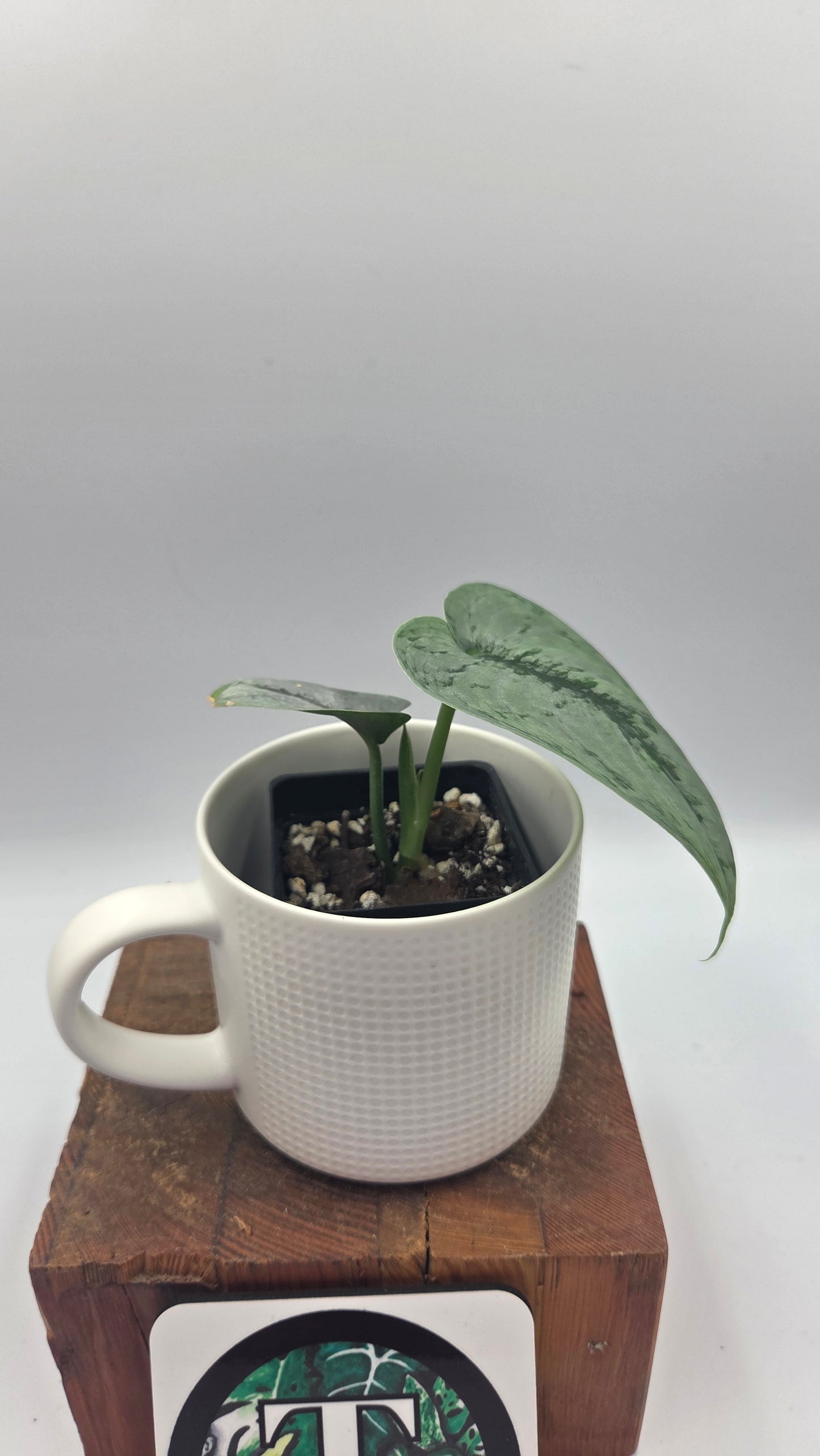 Scindapsus Silver Lava (SCI-1498)