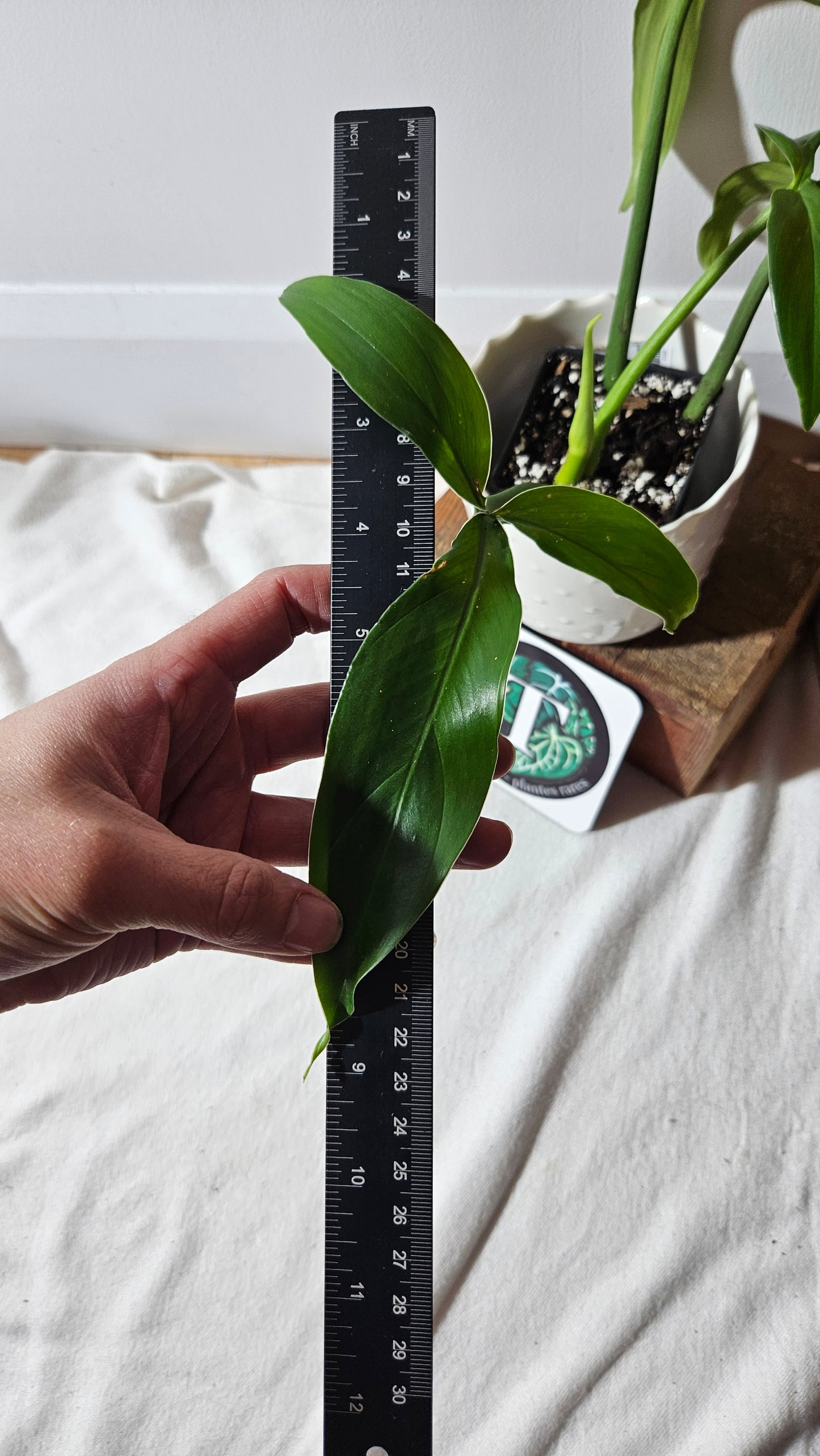 Philodendron Tripartitum (PHI-793)