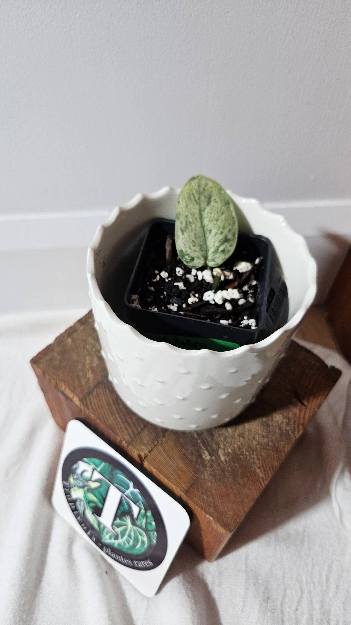 Scindapsus Silver Cloud mutation (SCI-1001)