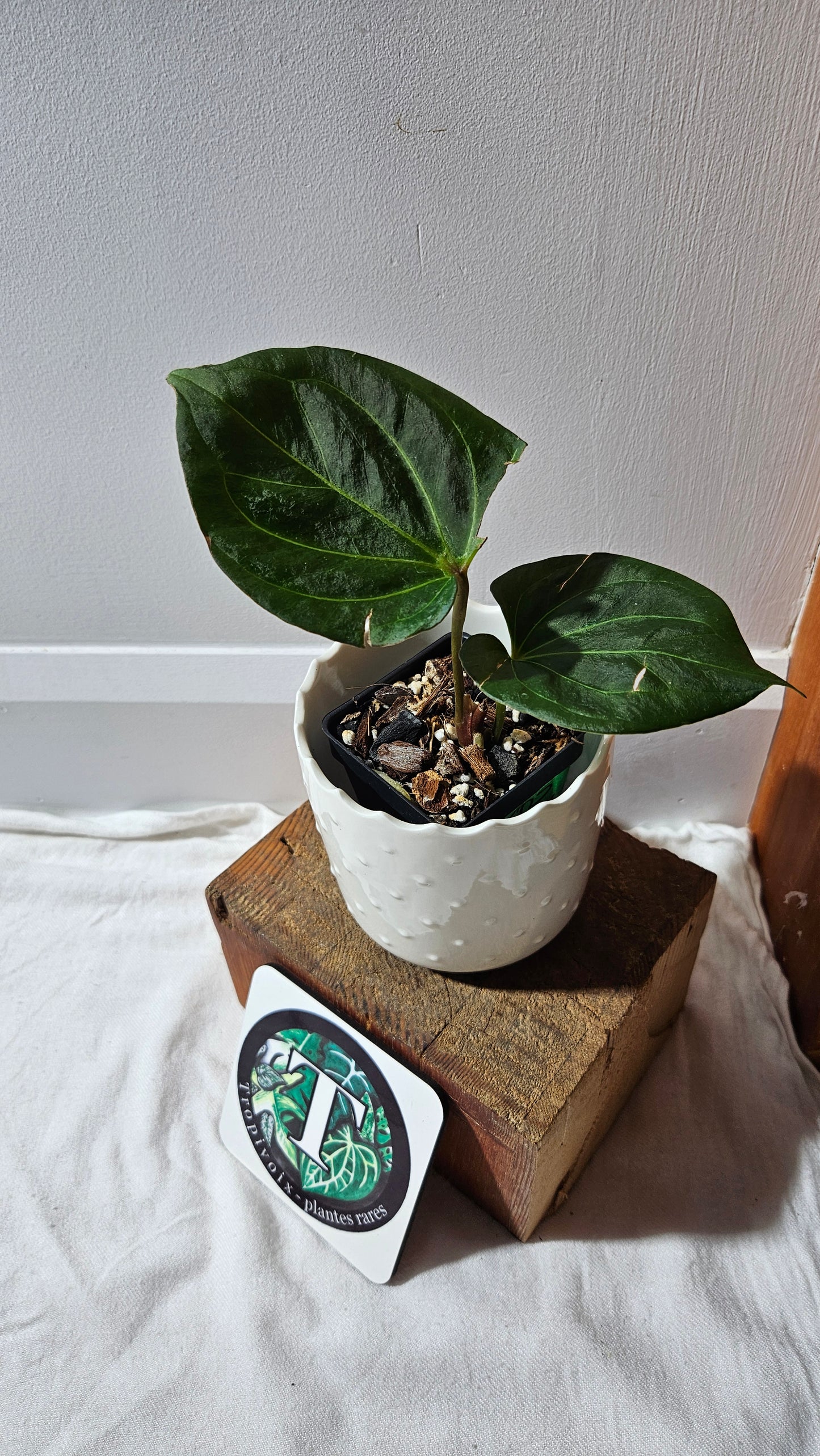 Anthurium KOS HU Round Form"format MEDIUM" (ANT-439)