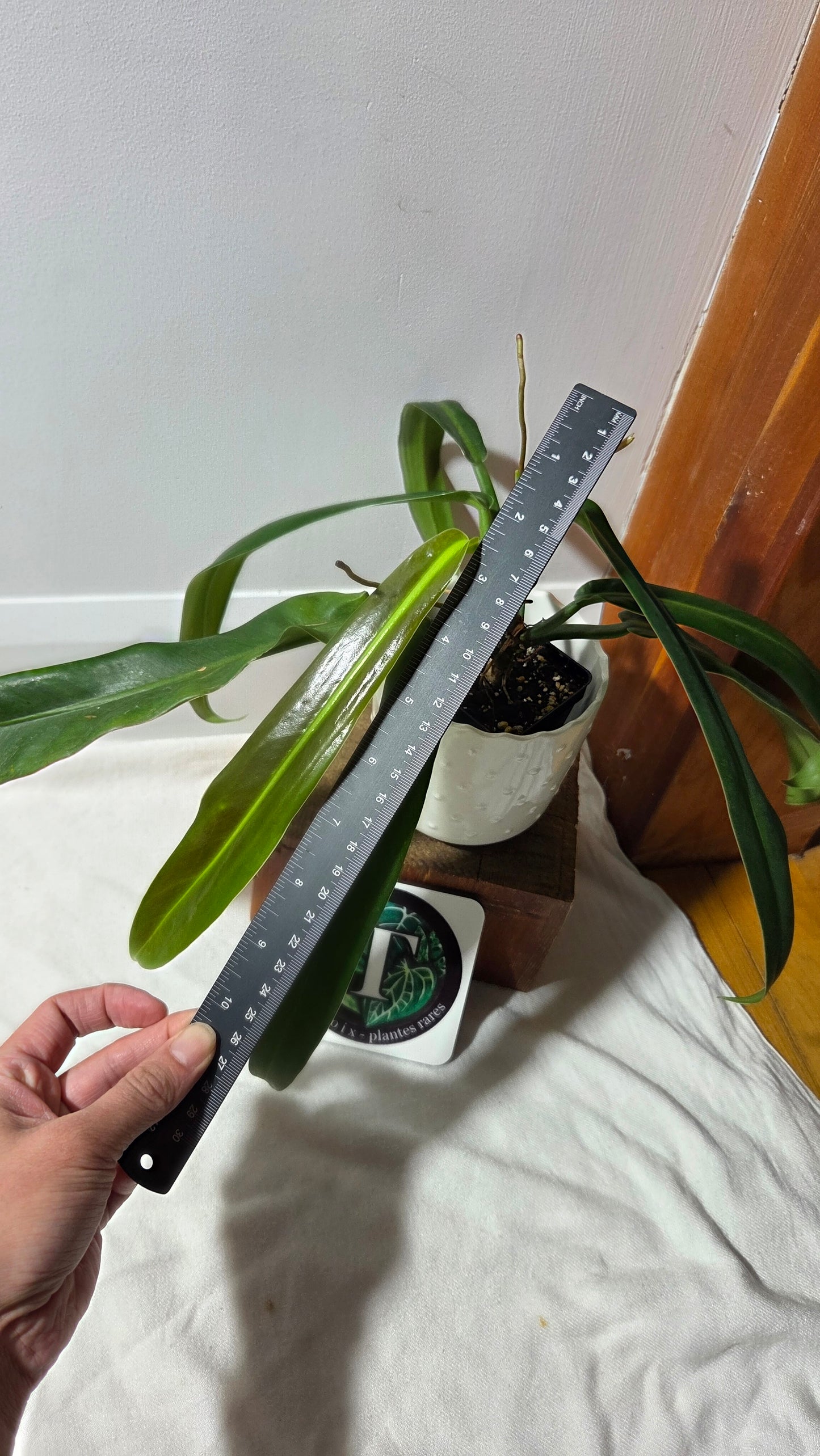 Philodendron BurleMarx Narrow (PHI-962)