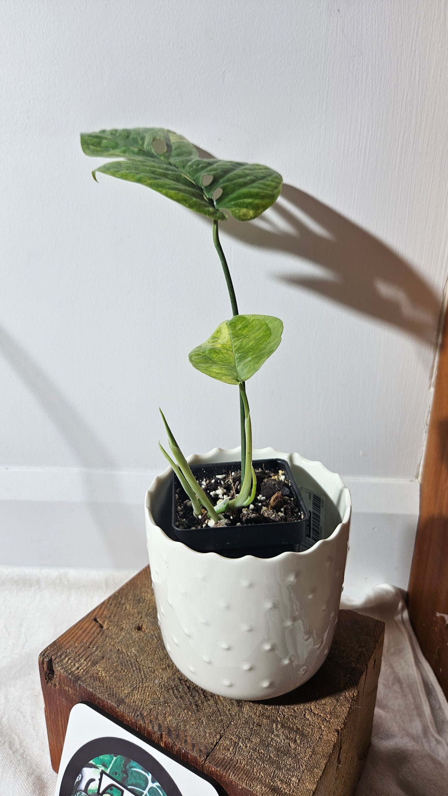 Amydrium Medium Mint Variegata (AMY-030)