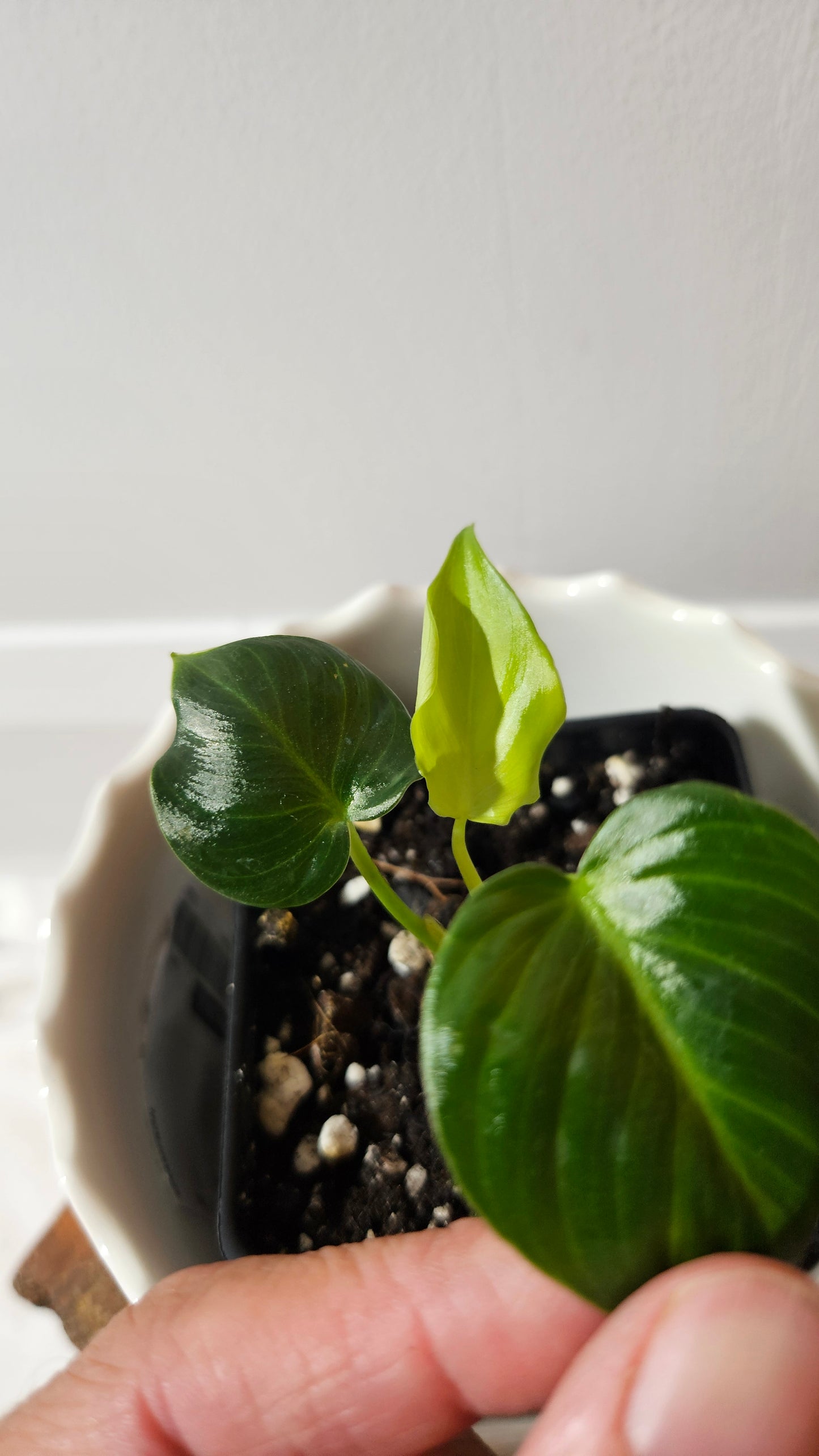 Philodendron Célébration/(Rubrijuvenile X Pastazanum) (PHI-931)