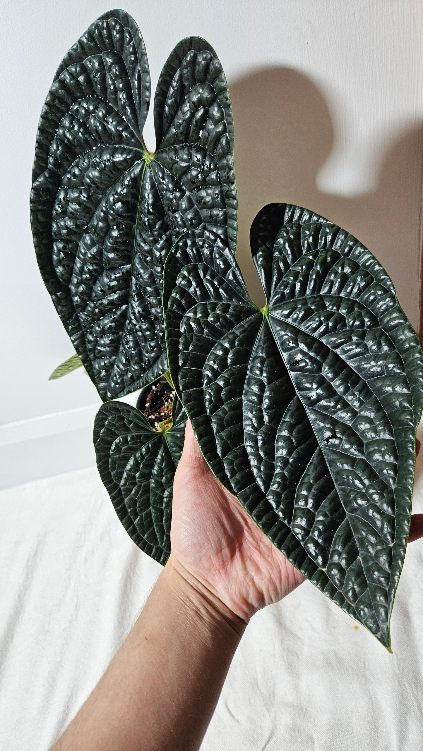 Anthurium Luxurians Dark "format XLARGE" (ANT-419)