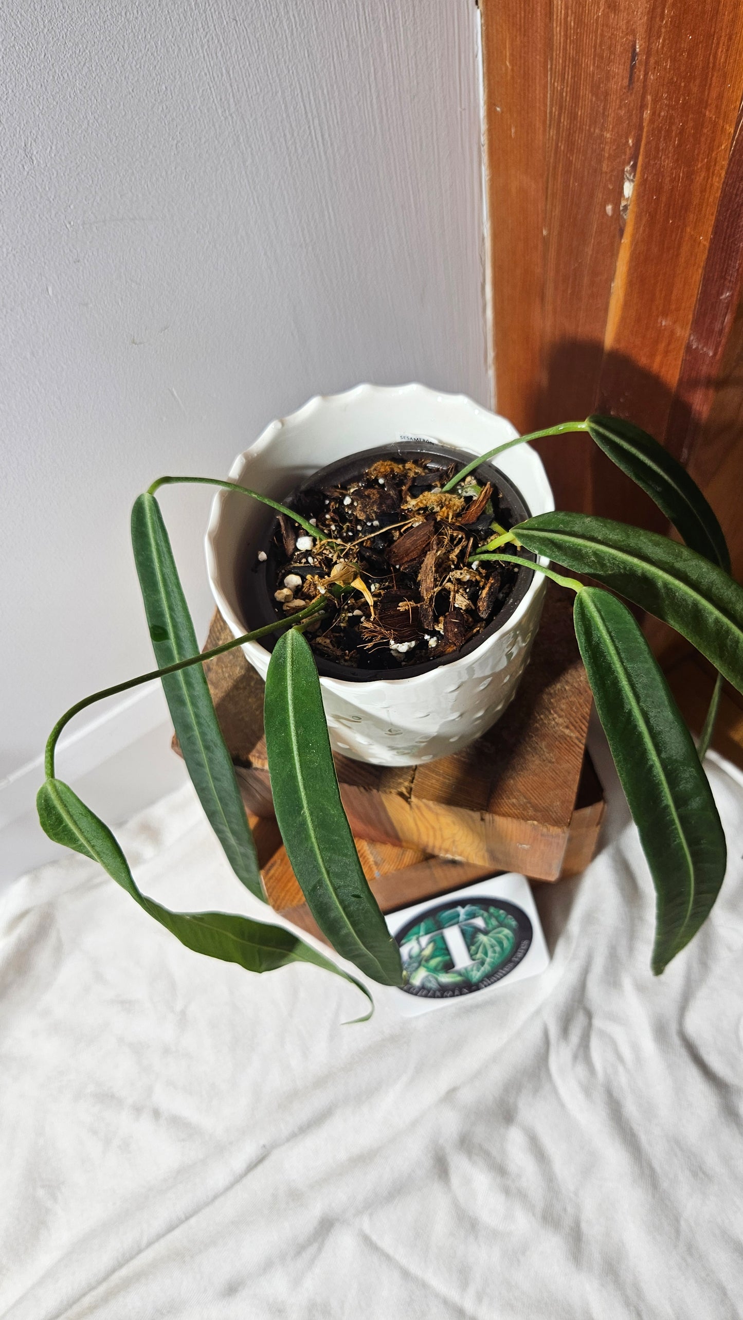 Anthurium Pallidiflorum Curly Narrow "MEDIUM/LARGE format" (ANT-297)