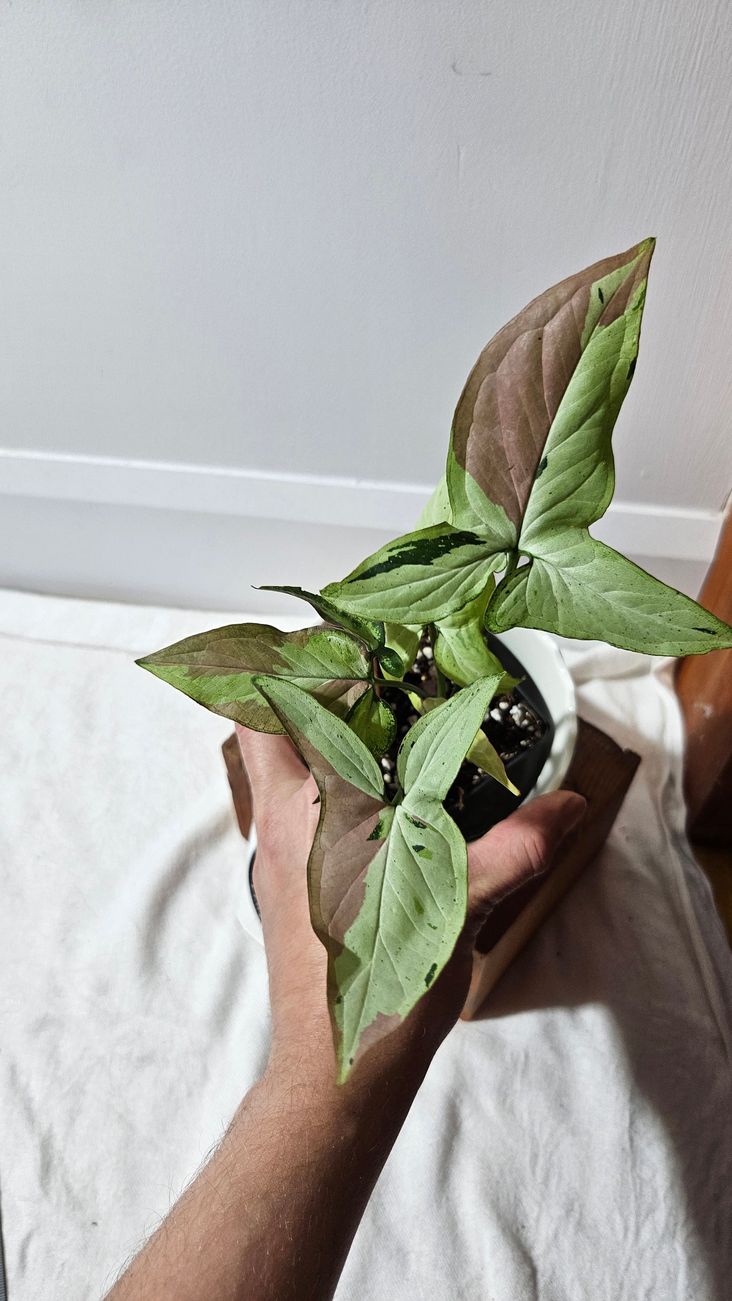 Syngonium Red Spot Starlight (SYN-435)