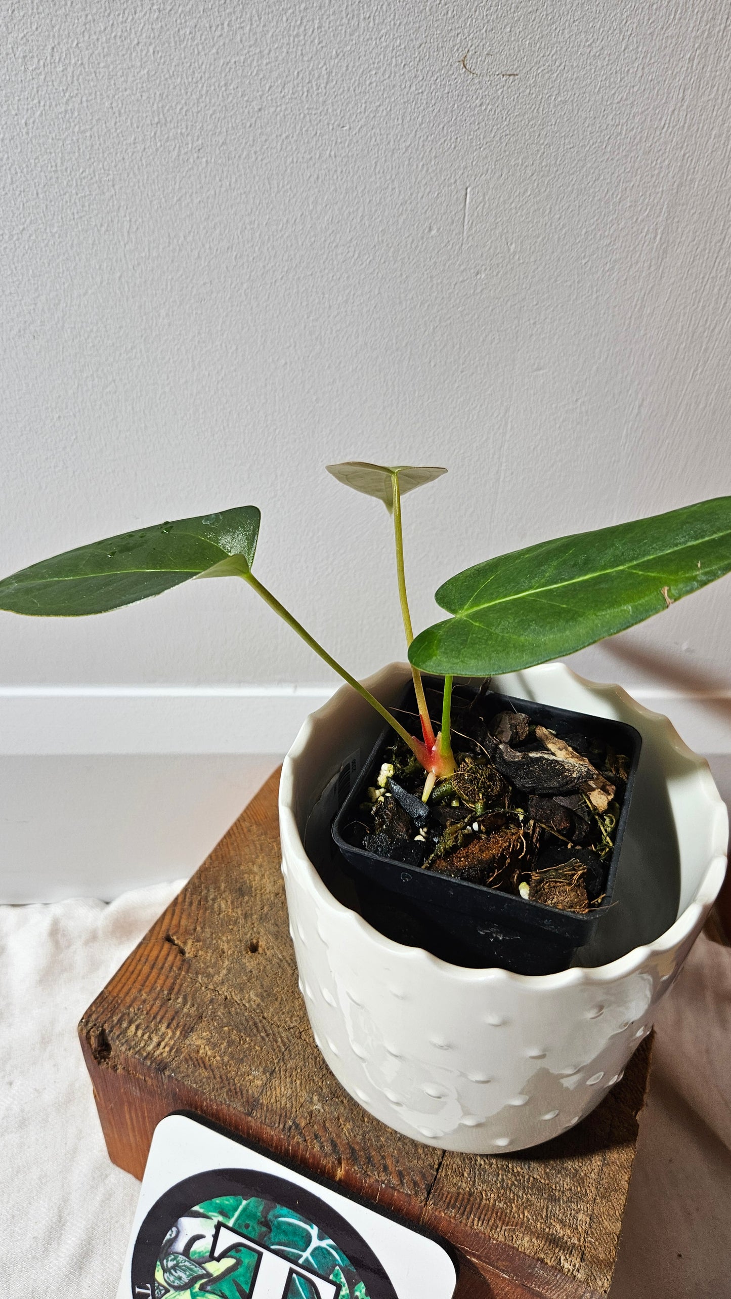 Anthurium Moira Velvet "format PETIT" (ANT-501)