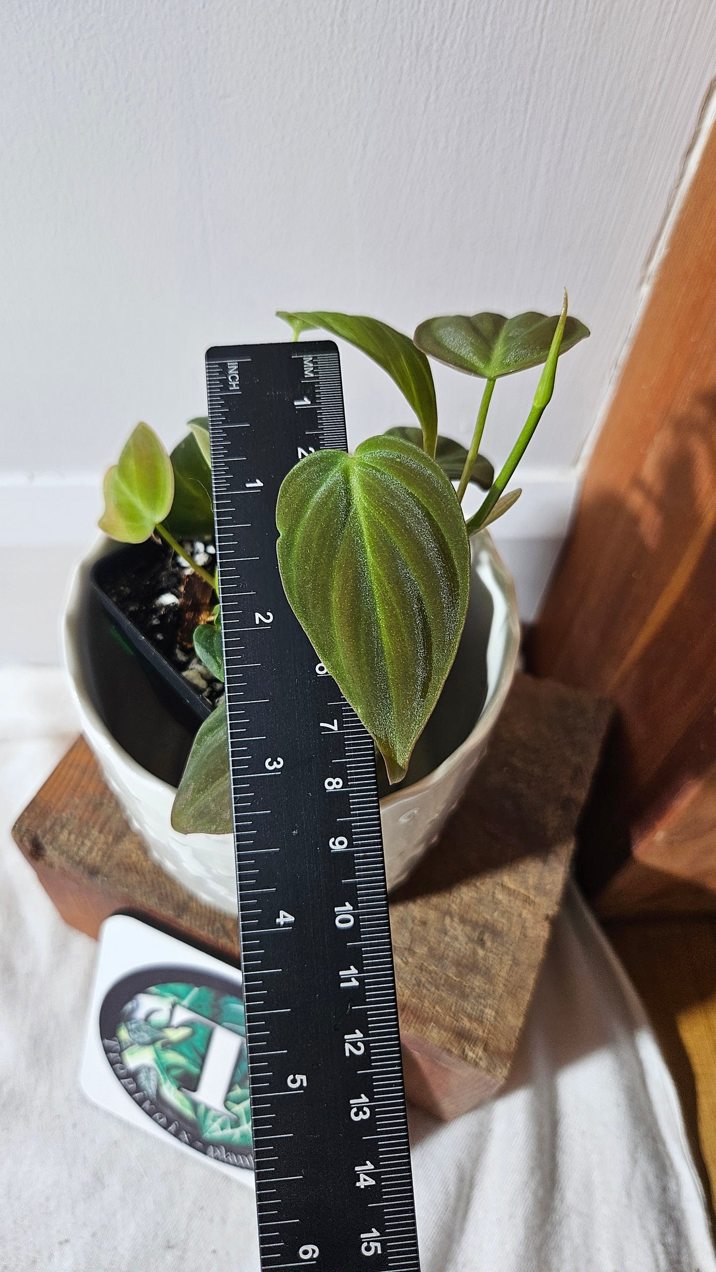 Philodendron Mican Var. REVERT (PHI-787)