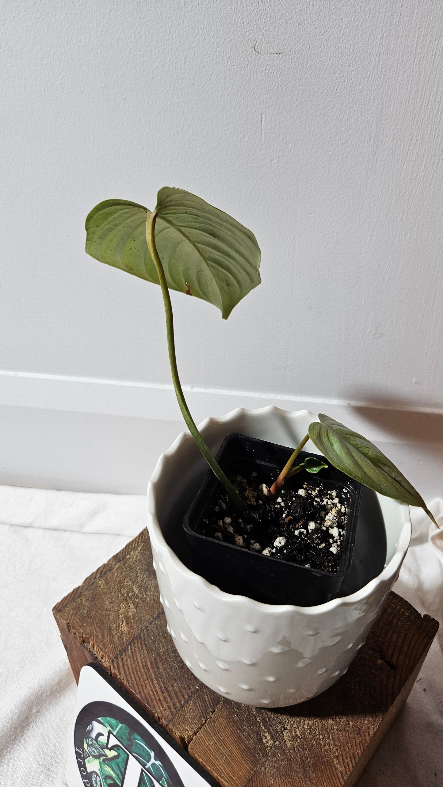 Philodendron Sodiroi (PHI-442)