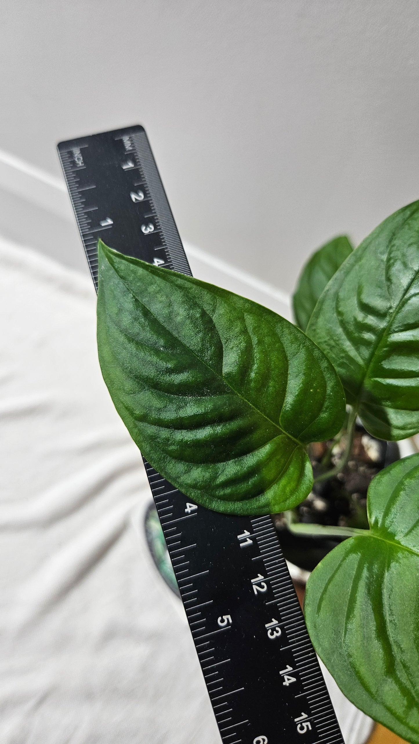 Monstera Obliqua Aff Esmeraldense Golden (MON-441)