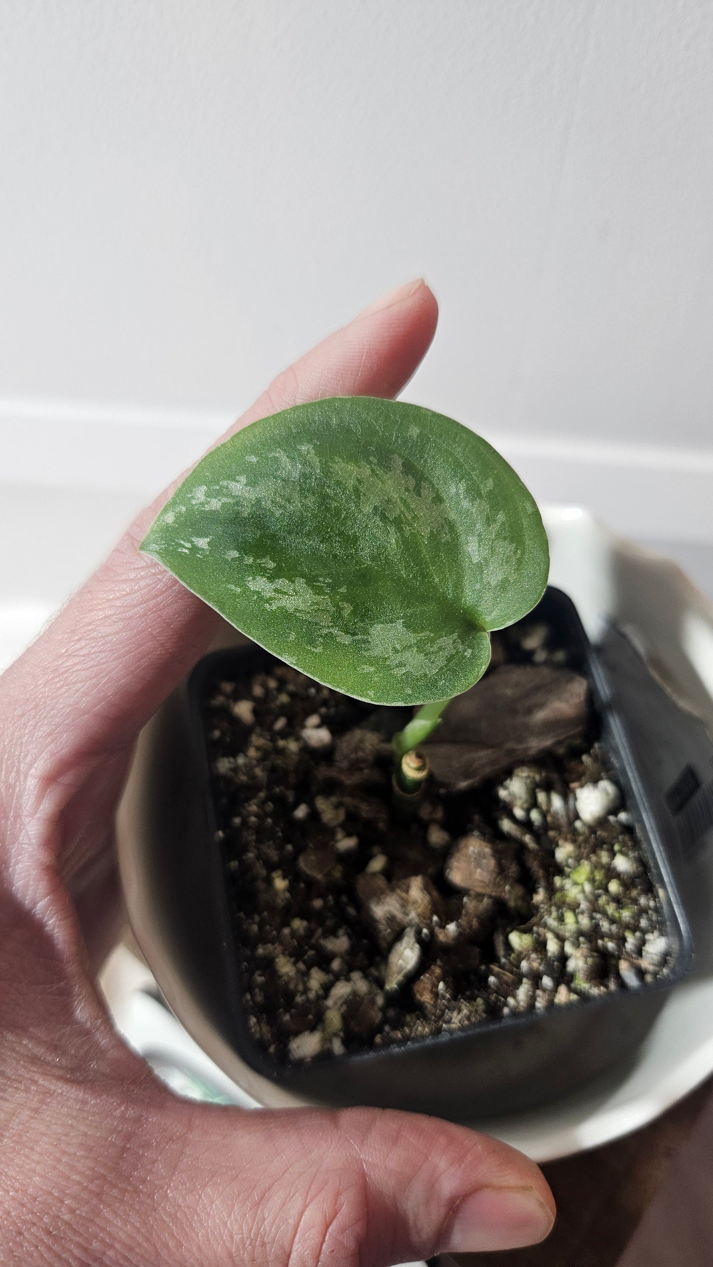 Scindapsus Baticon (SCI-922)