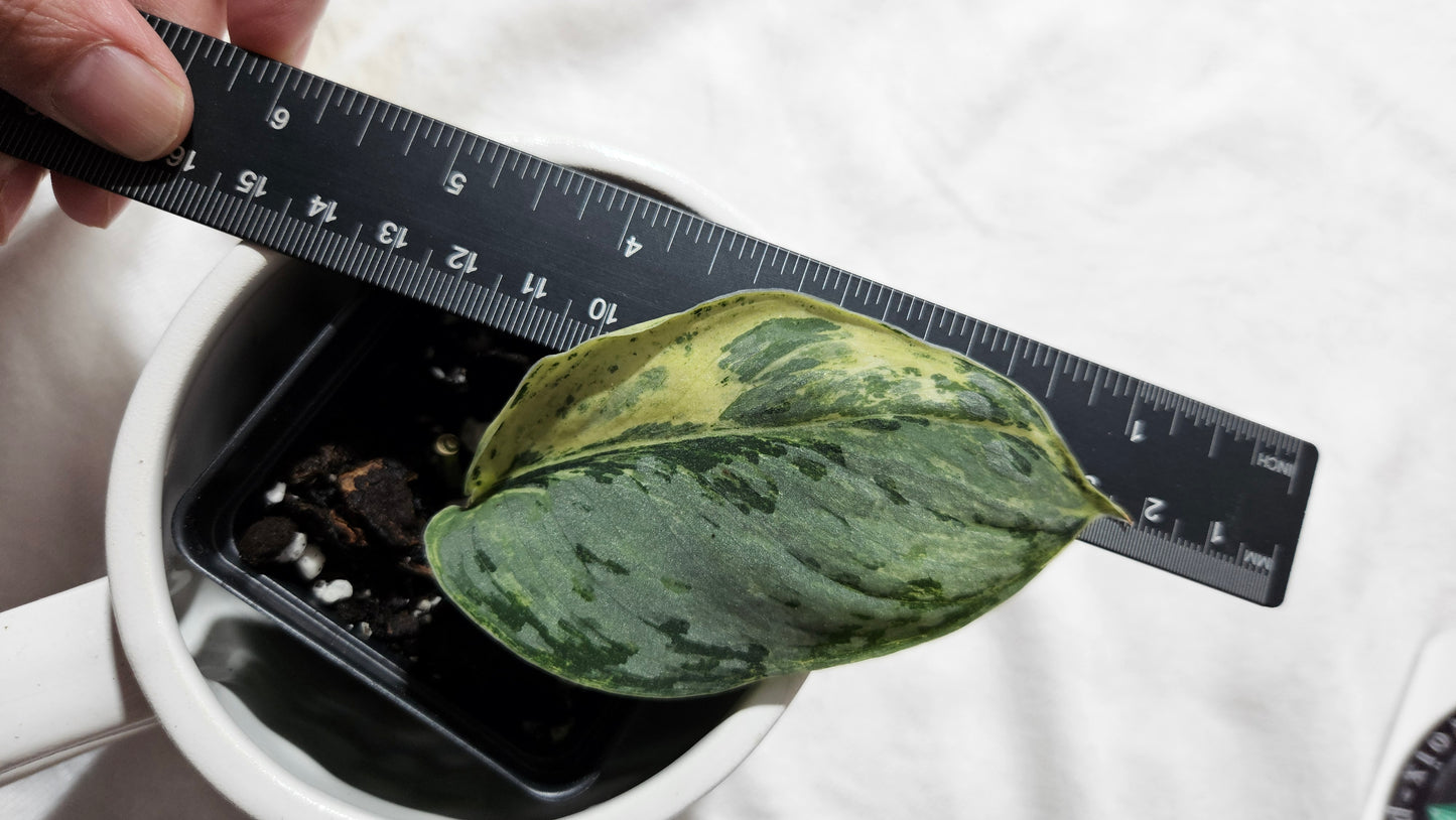 Scindapsus Peasun (SCI-1061)