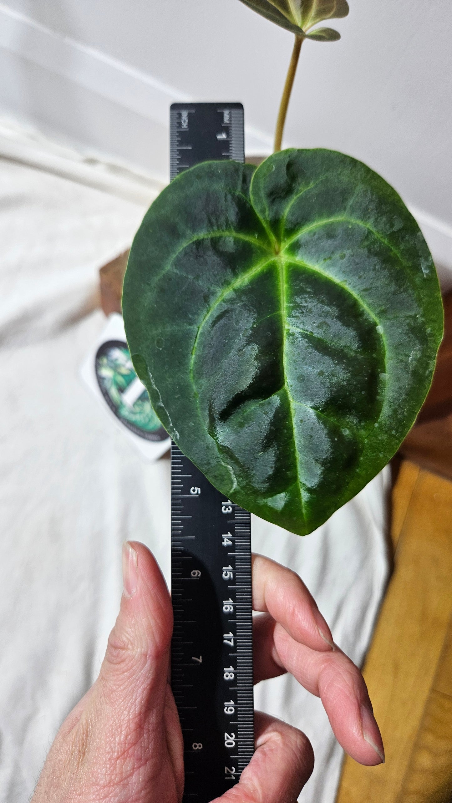 Anthurium Besseae Aff Velvet "Format MOYEN" (ANT-321)