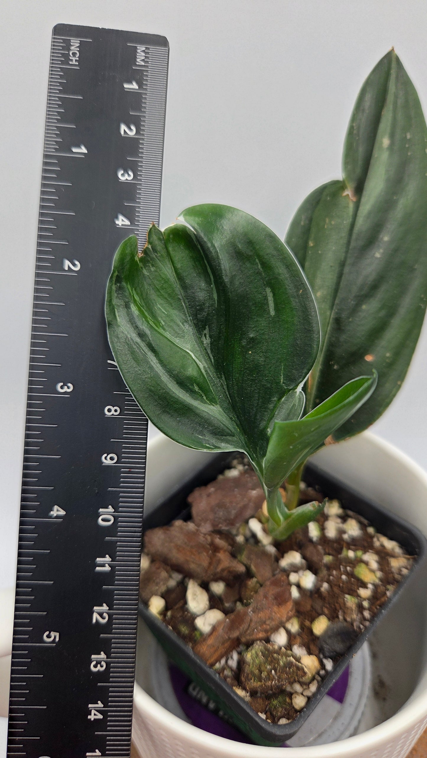 Scindapsus Treubii Dark Form silver (SCI-1011)