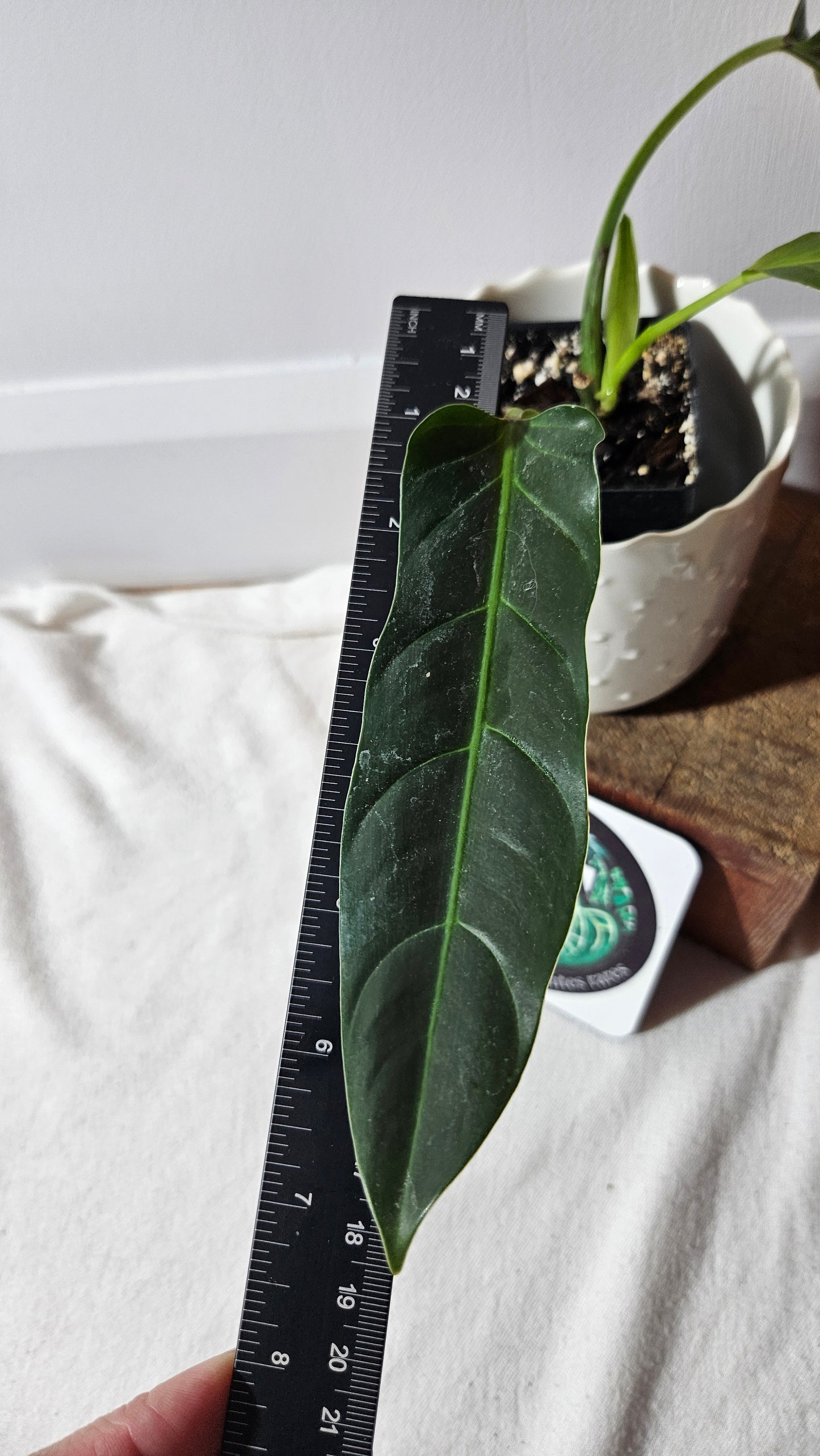 Philodendron Subhastatum Blood (PHI-794)