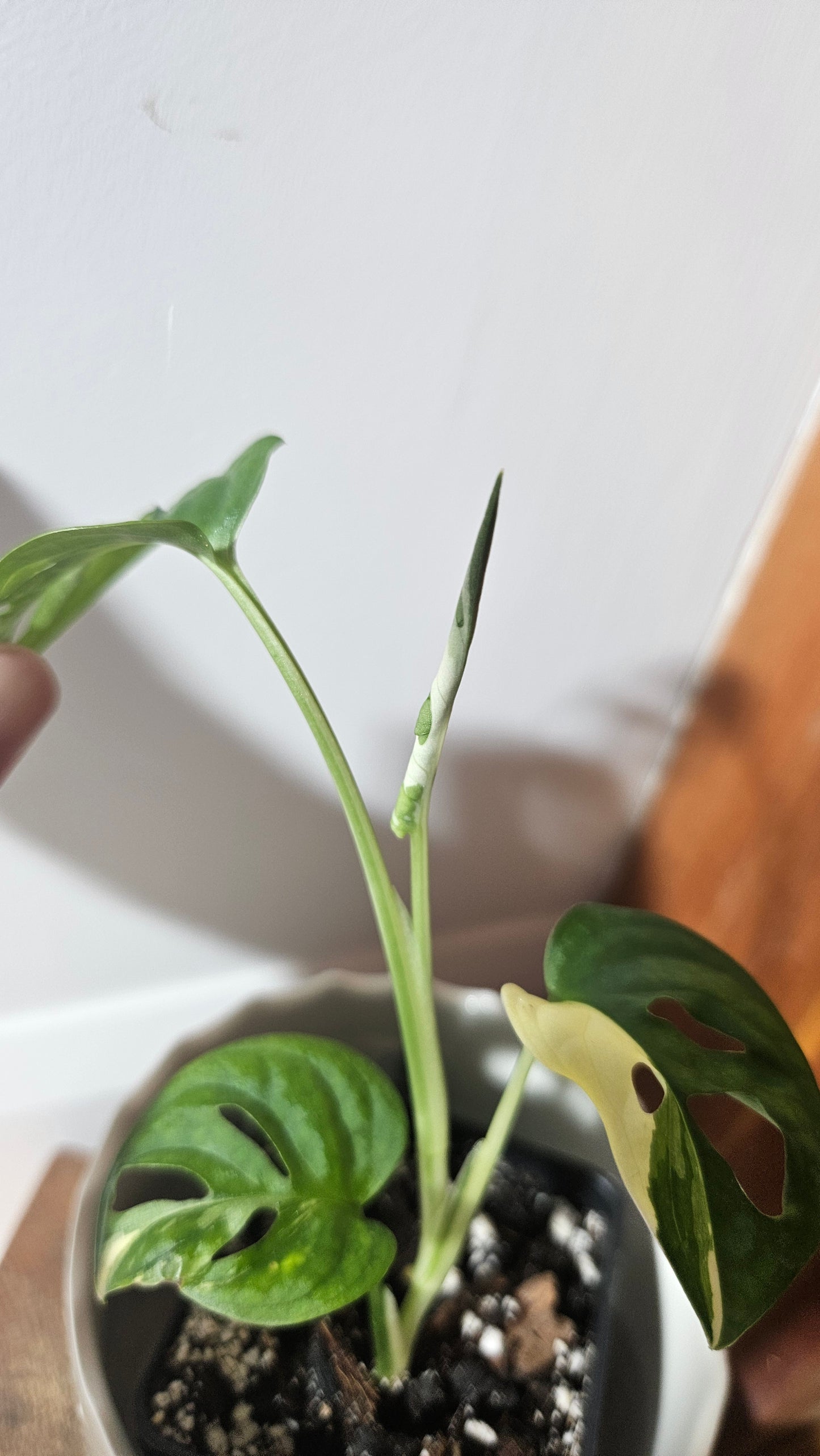 Monstera Andasonii Albo (MON-404)