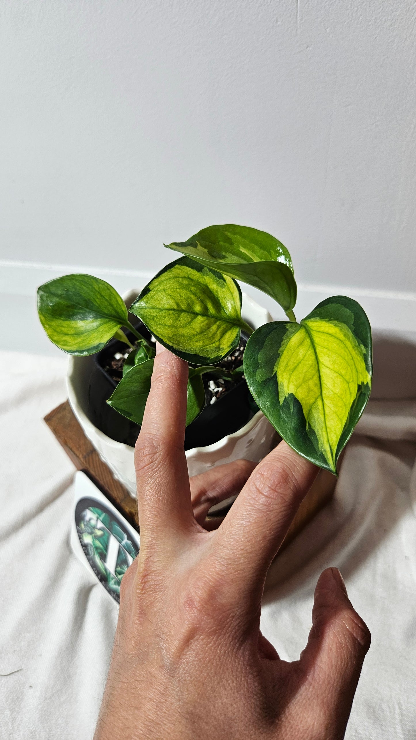 Epipremnum Aureum Manjula yellow/Olivia/Mint (EPI-214)