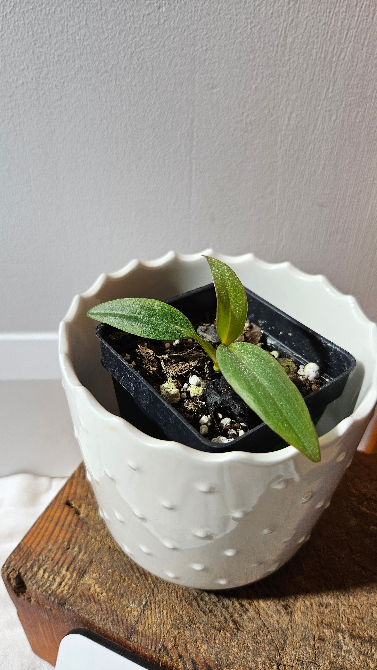Philodendron Maximum (PHI-879)