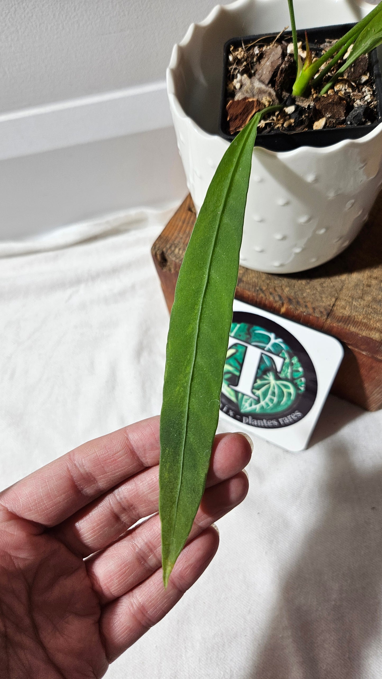 Anthurium Vittarifolium Variegata "format MOYEN" (ANT-444)