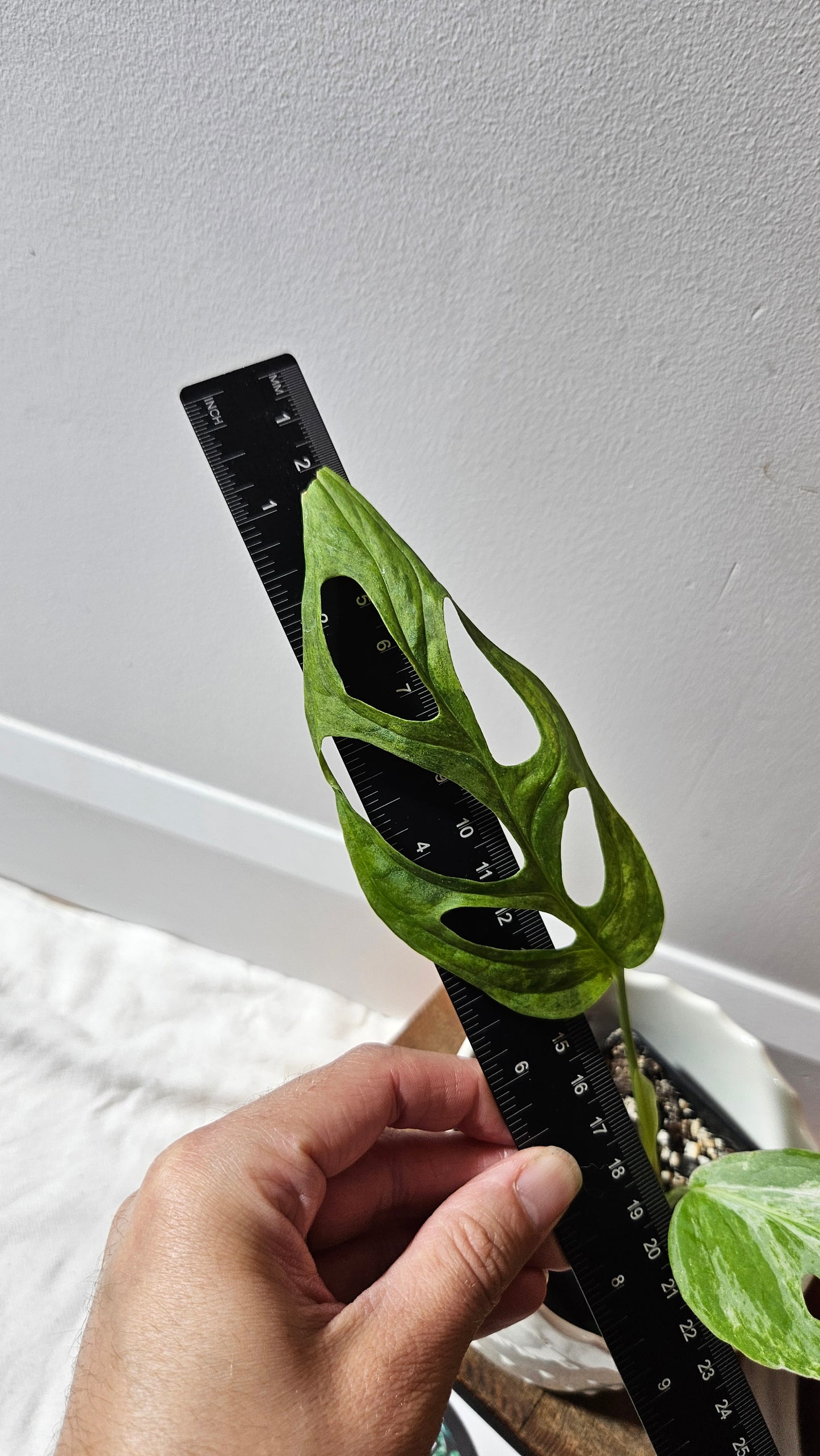 Monstera Andasonii Mint/Indo (MON-461)