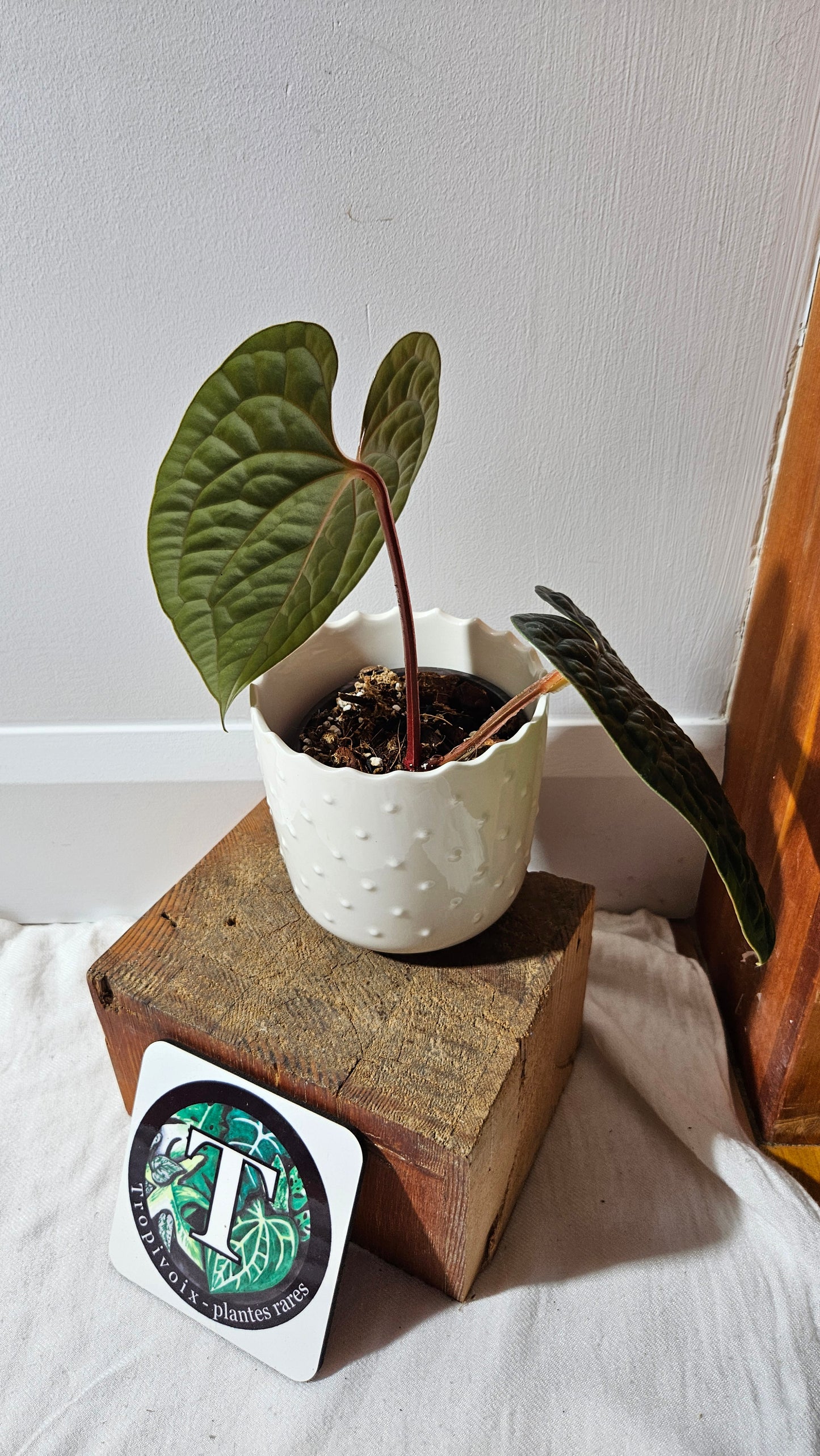 Anthurium Luxurians Velvet "format MOYEN" (ANT-499)