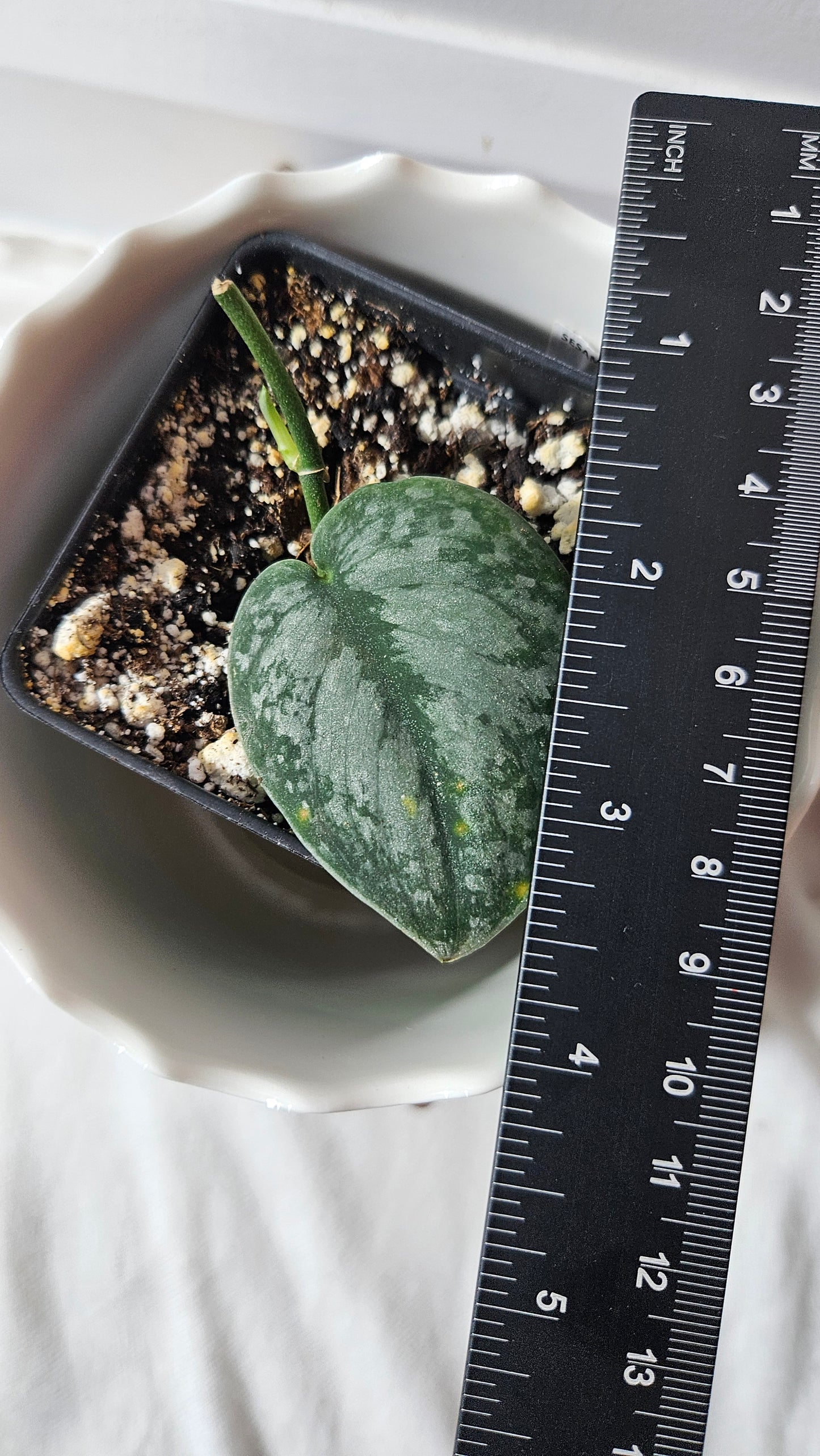 Scindapsus Dark Splash Bornéo (SCI-770)