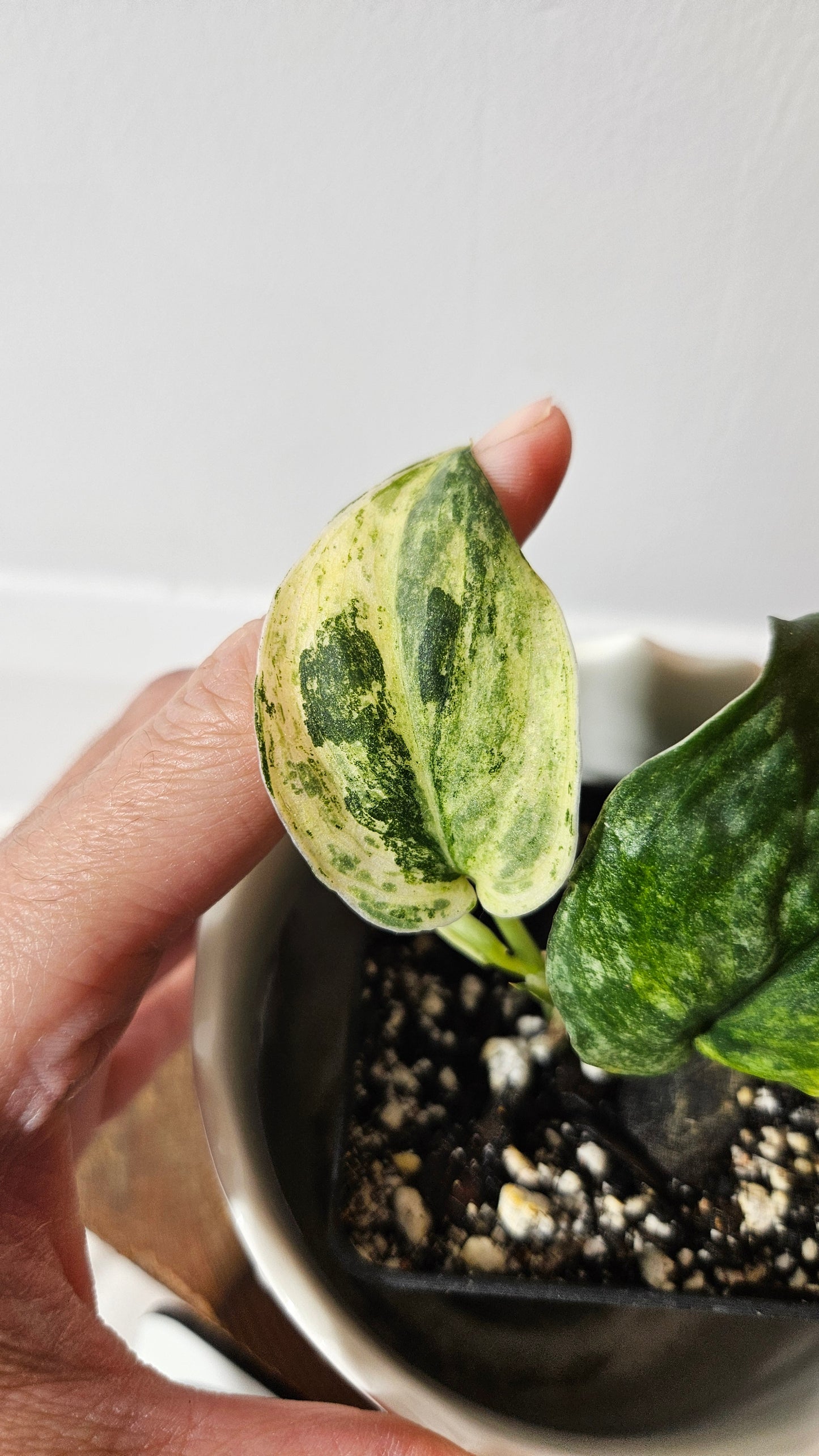 Scindapsus Dark Splash Variegata (SCI-1038)