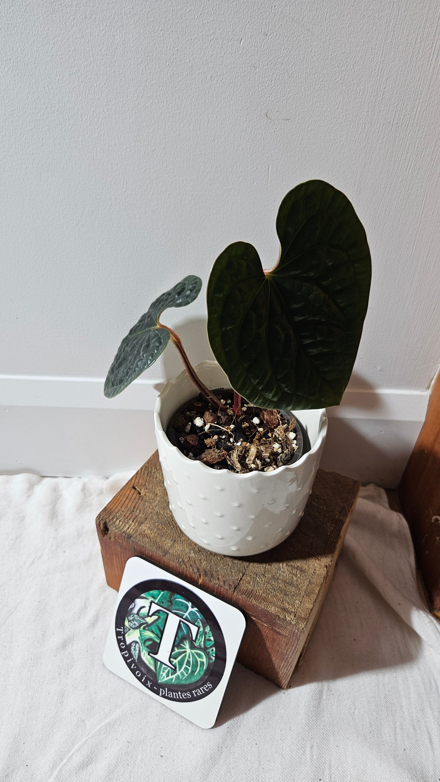 Anthurium Luxurians Velvet "format MOYEN" (ANT-499)