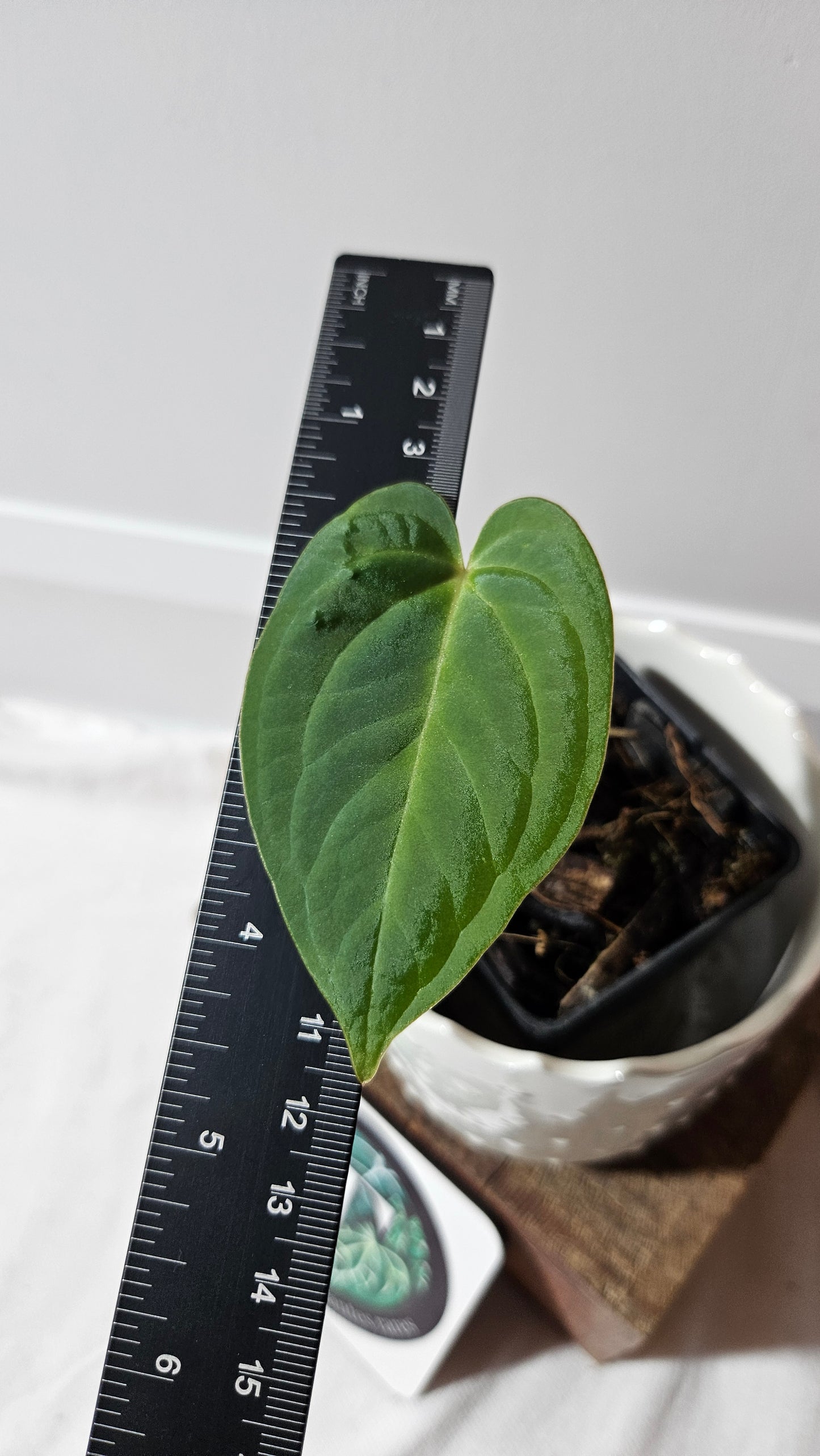 Anthurium AOS (Indo) "format PETIT" (ANT-181)