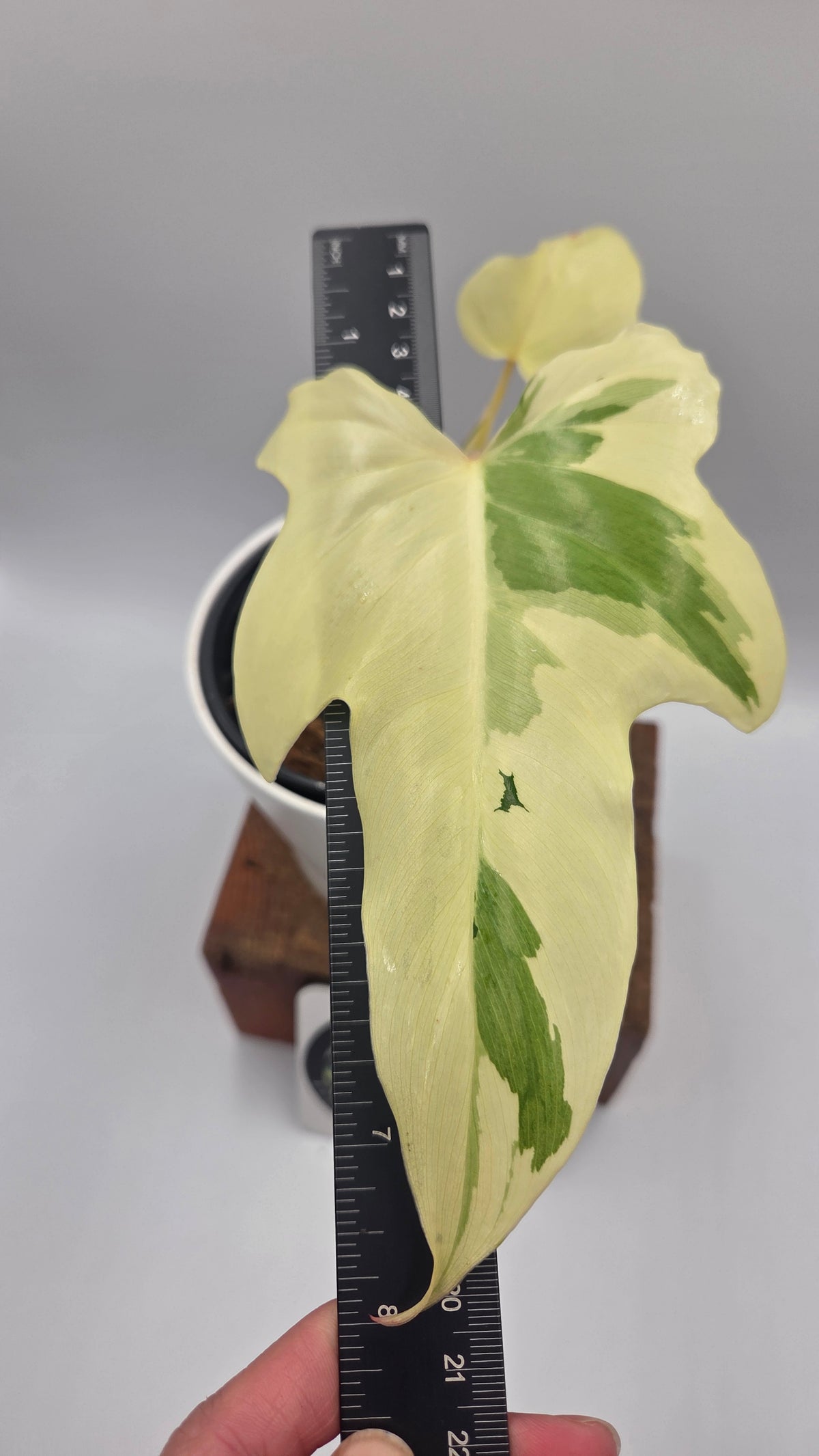 Philodendron Golden Dragon Variegata (PHI-1086)