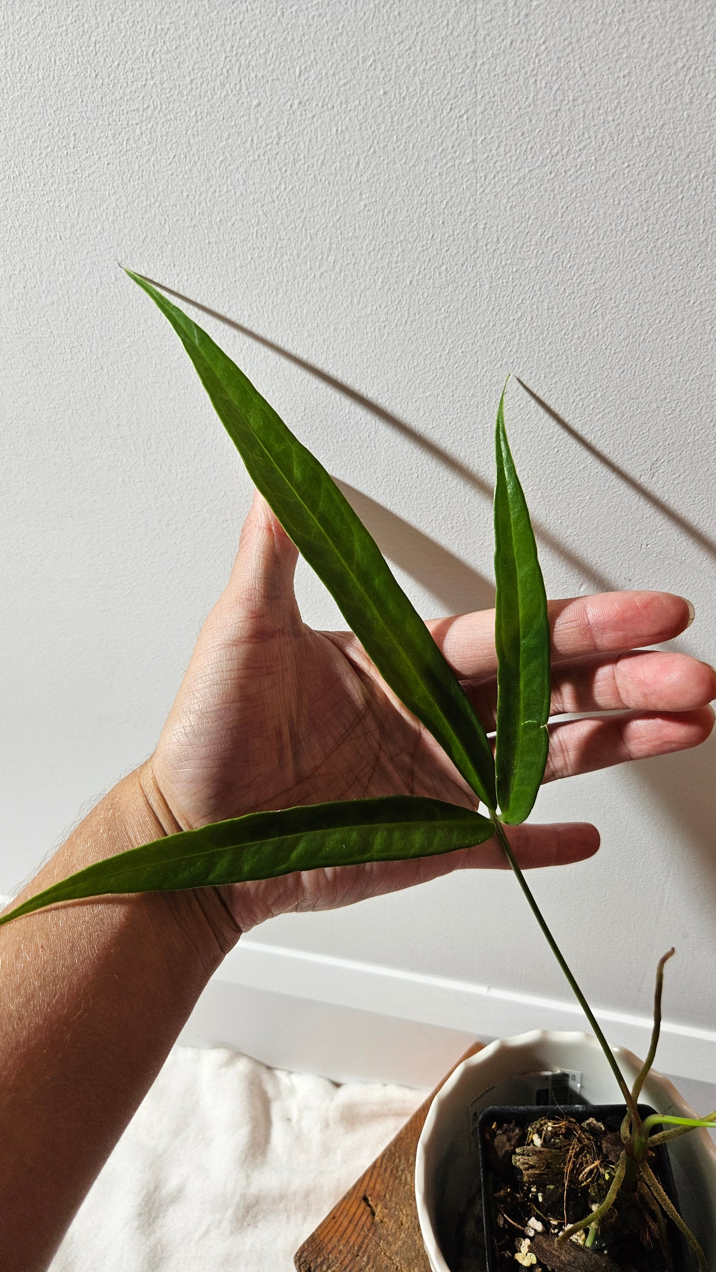 Anthurium Polydactylum "format MOYEN" (ANT-129)