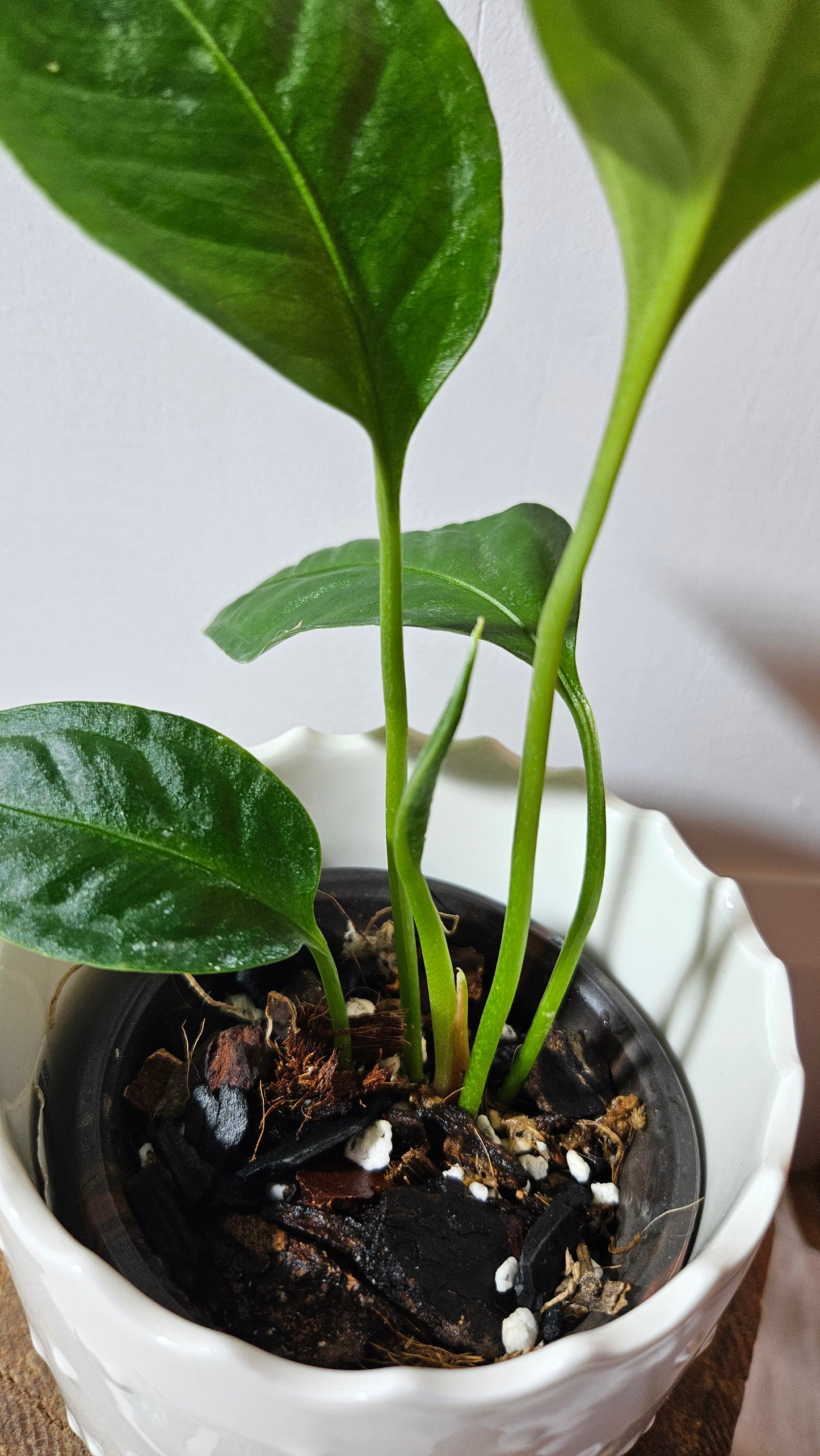 Anthurium Palaquense "format PETIT" (ANT-484)