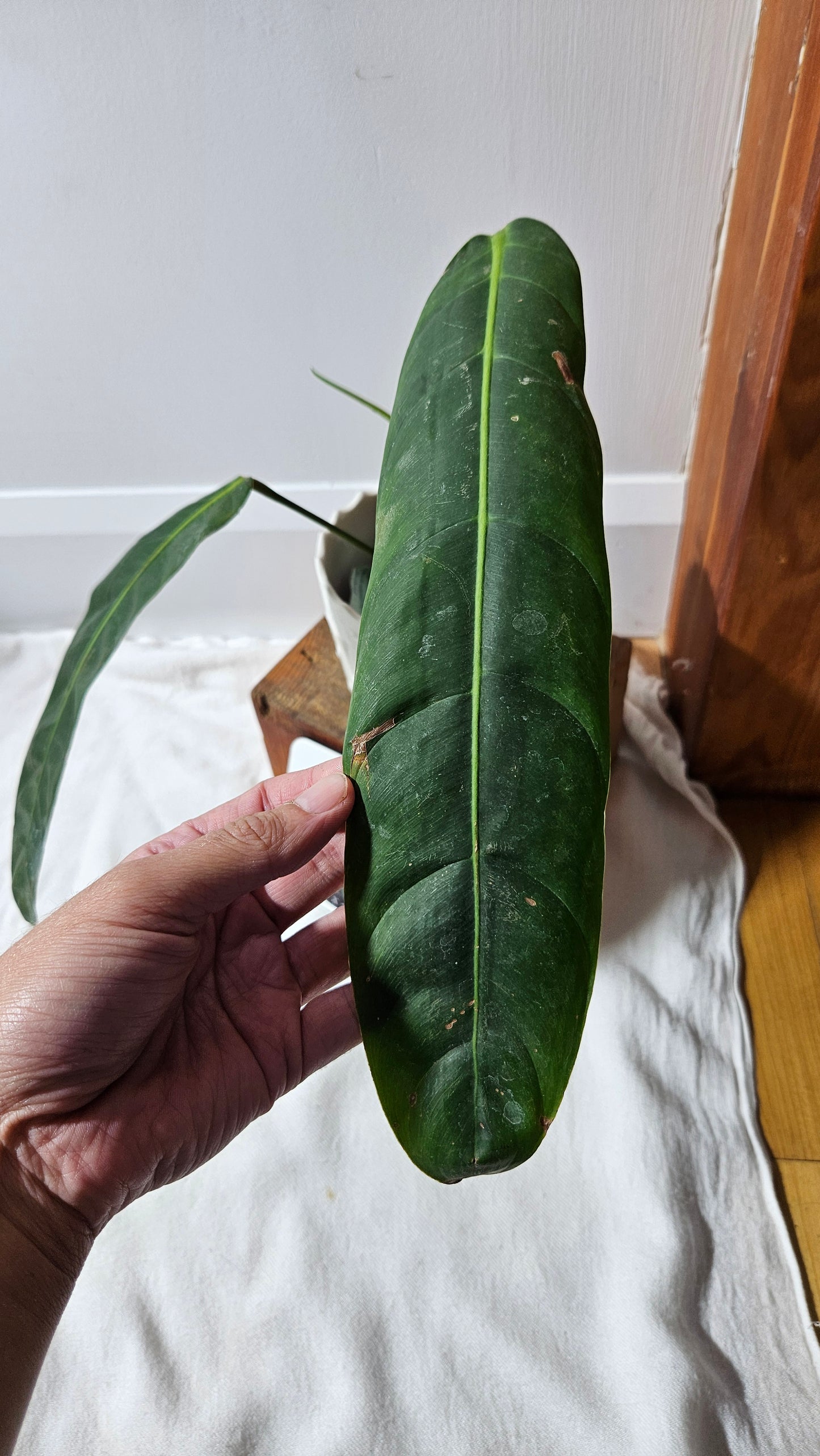 Philodendron Patriciae Black (PHI-920)