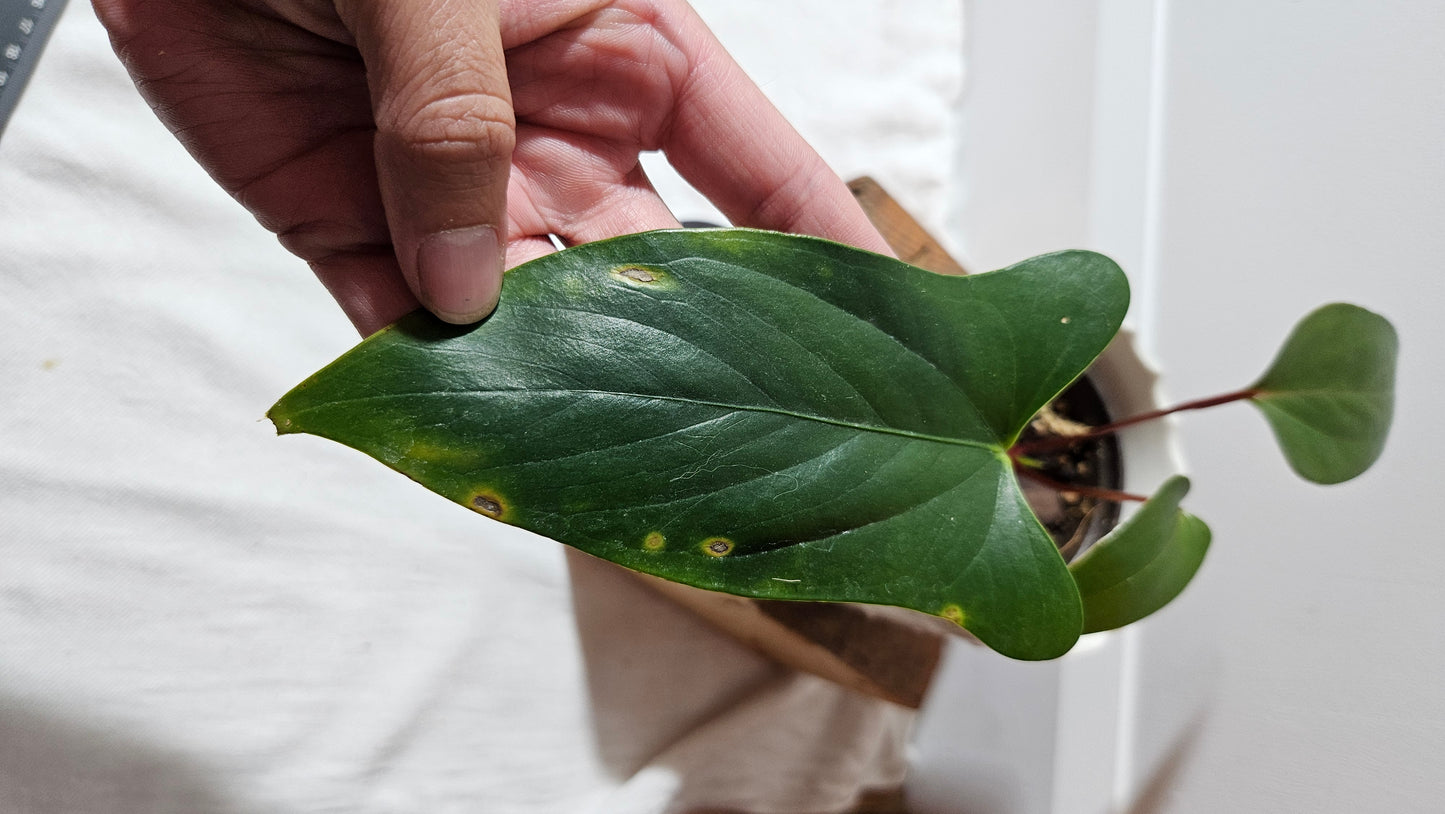 Anthurium Versicolor Aff Napo Black "format MOYEN"(ANT-490)