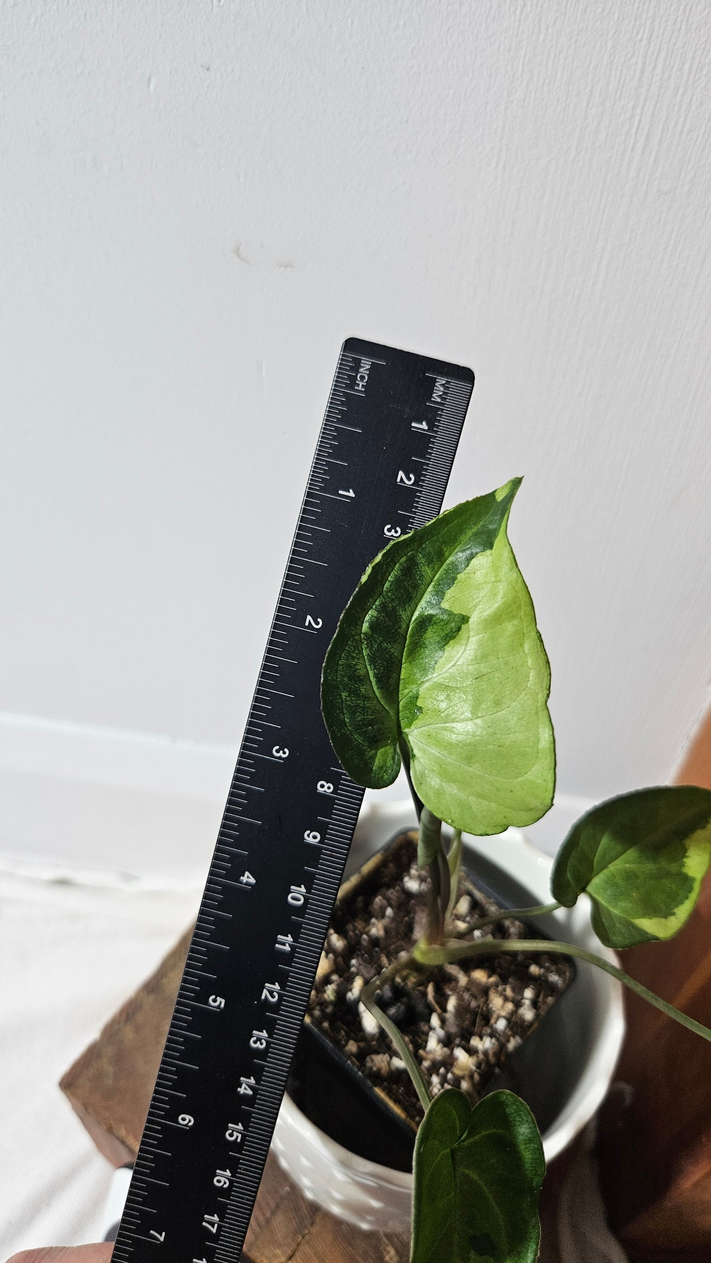 Syngonium Three kings (SYN-081)