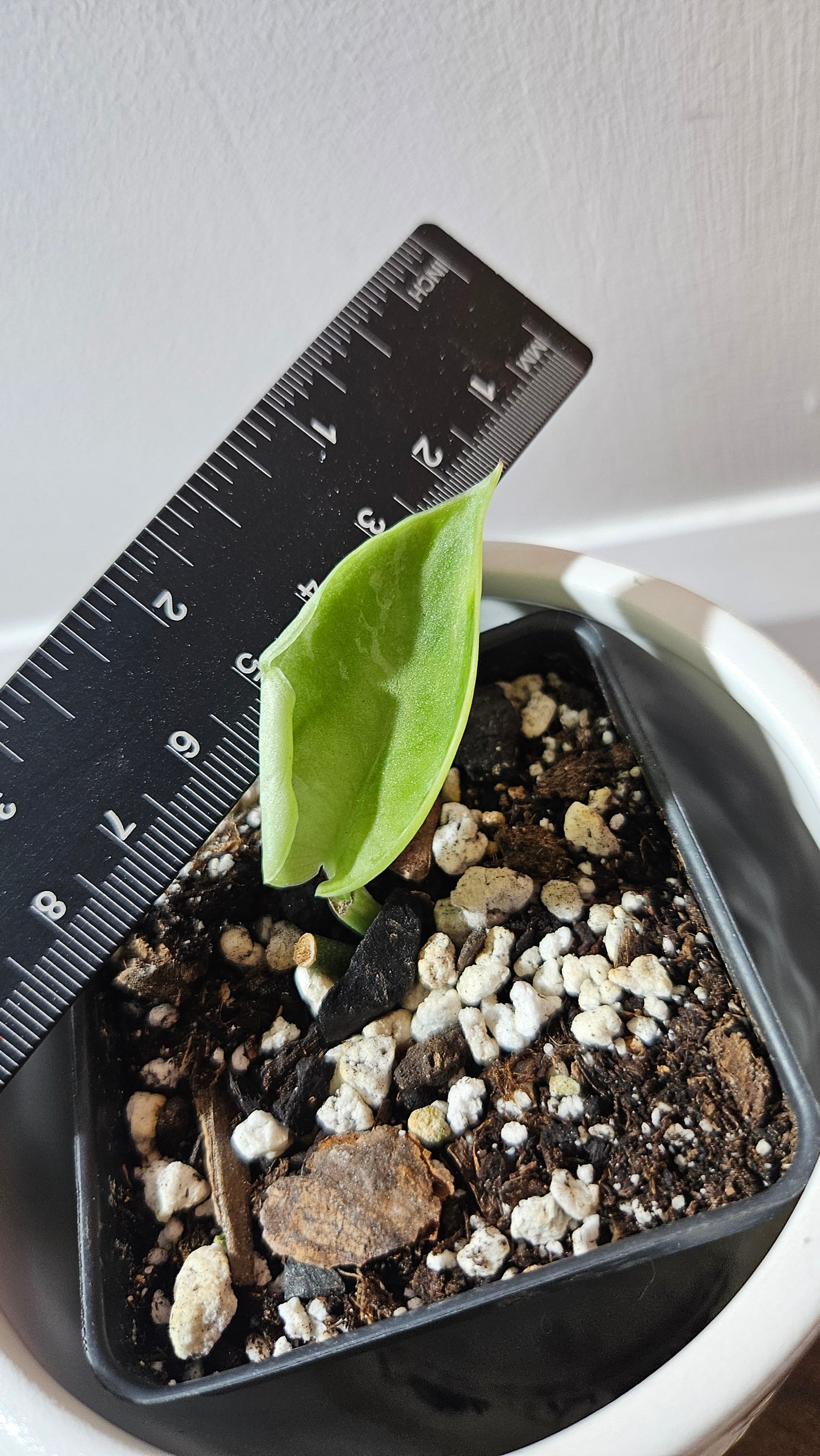 Scindapsus Exotica Sulawesi (SCI-1108)