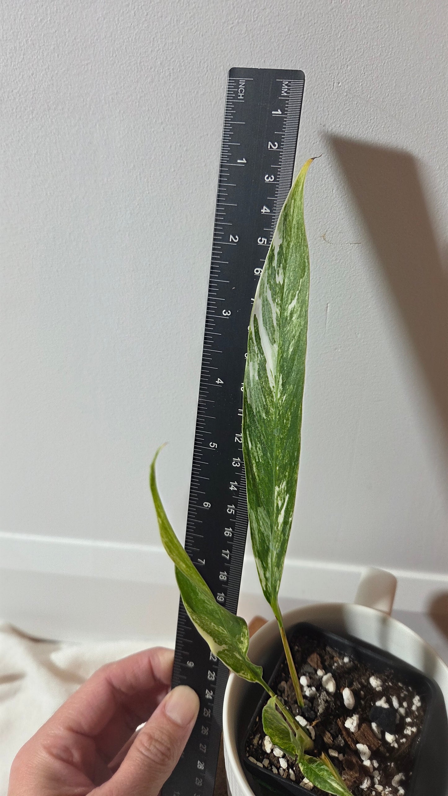 Rhaphidophora Megasperma Variegata (AUT-086)