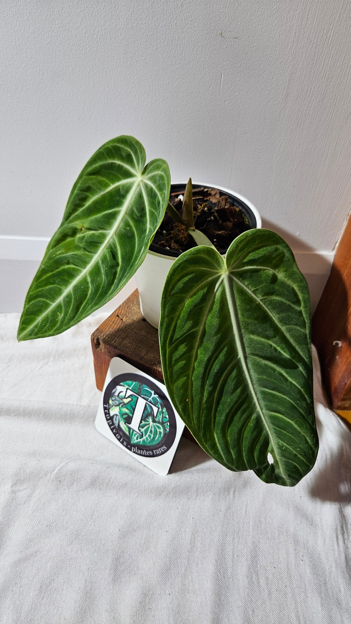 Anthurium Villenaorum Green "LARGE format" (ANT-245)