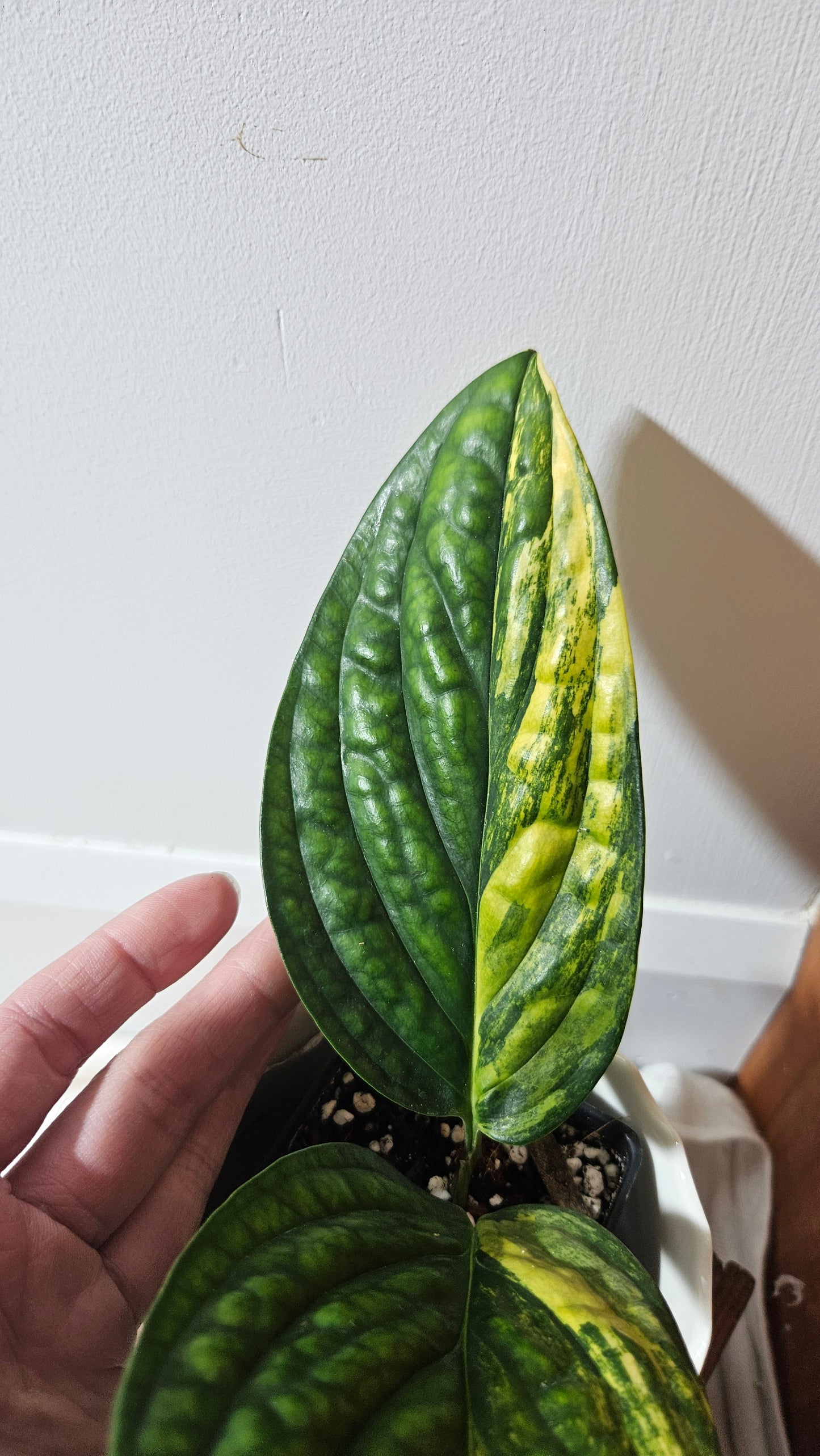 Monstera Karstenianum/Peru Variegata (MON-373)
