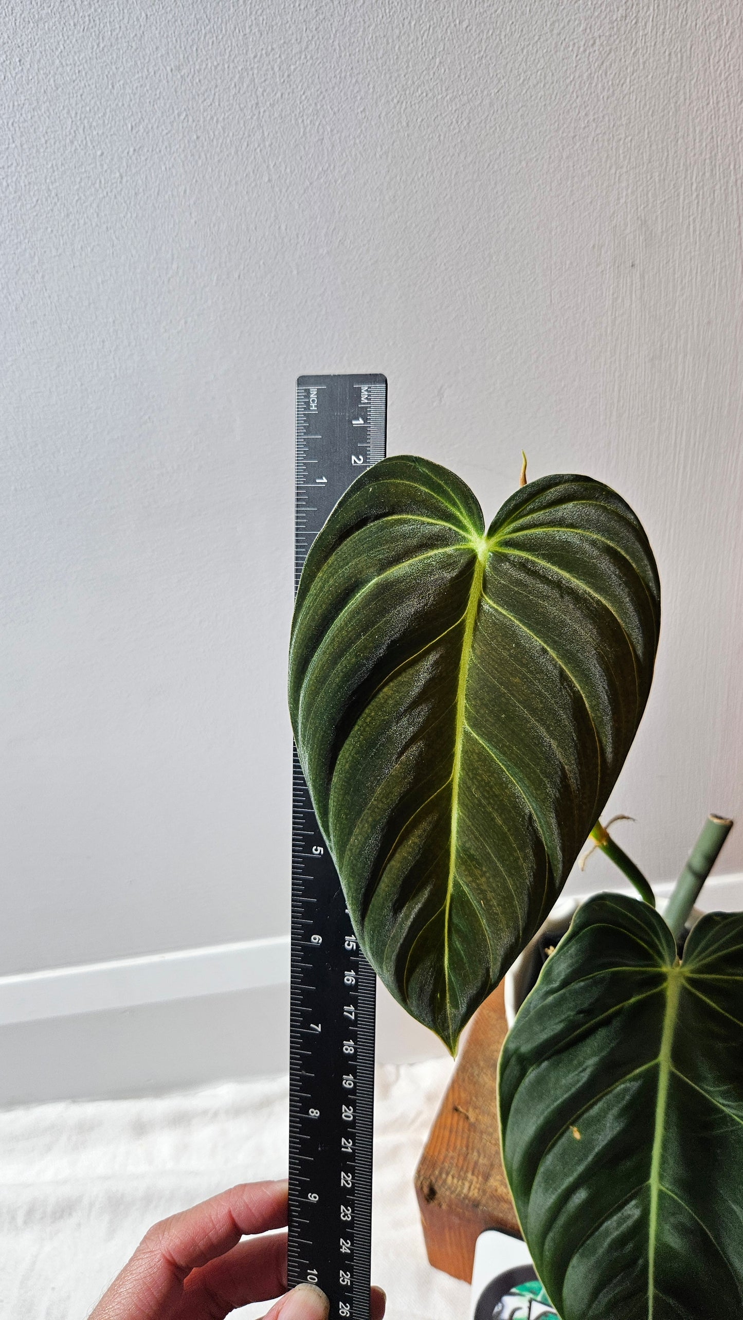 Philodendron Melanochrysum "Large"(PHI-864)